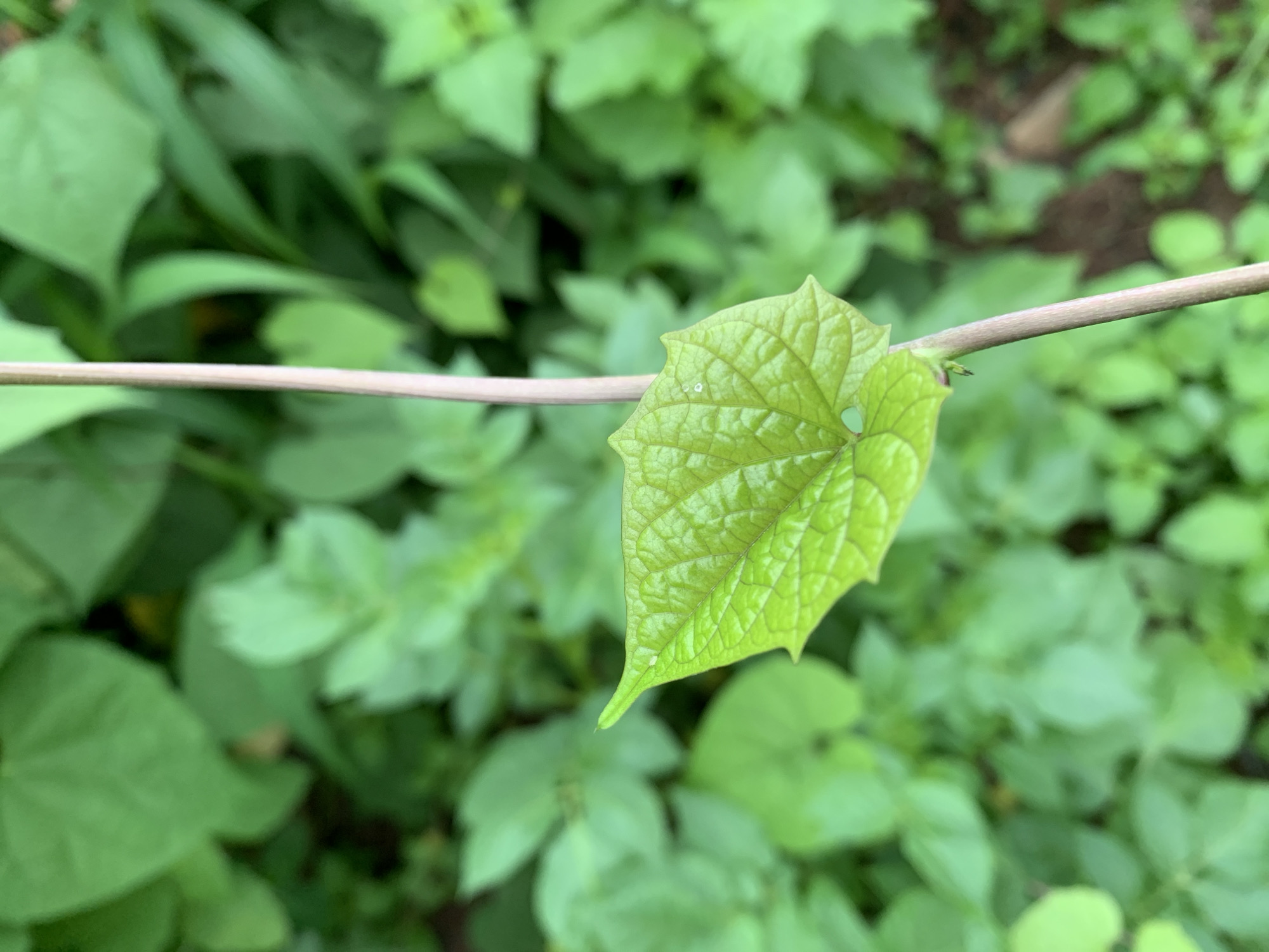 A close-up, eye-level shot captures a vibrant green, heart-shaped leaf unfurling from a thin, light-brown stem. The leaf is the focal point, with its intricate network of veins clearly visible and a small, circular hole near its base. The leaf's edges are slightly toothed, adding to its delicate appearance. Behind the leaf and stem, a blur of various green foliage creates a soft, out-of-focus background, suggesting a lush, natural environment. The scene is devoid of human presence and any indication of urban setting within Kuru Karama, Nigeria.