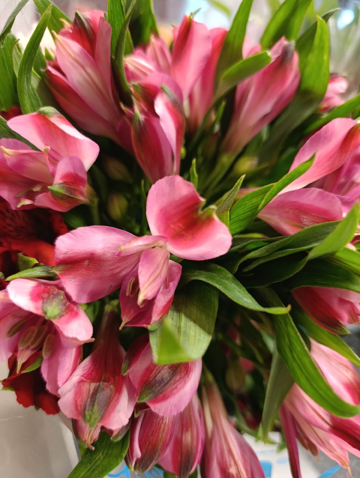 A close-up, overhead shot of a bouquet of pink and red alstroemeria flowers, also known as Peruvian lilies. The flowers are in various stages of bloom, with some buds still closed and others fully open, revealing their delicate petals and stamens. The petals are a mix of vibrant pink and deep red, with some also featuring streaks of white and green. The leaves are a lush, deep green, providing a contrasting backdrop to the colorful blooms. The flowers are arranged in a dense bouquet, with some stems visible at the bottom of the frame. The background is out of focus, but appears to be a light-colored surface, possibly a table or vase. The lighting is bright, highlighting the textures and colors of the flowers. The overall impression is one of natural beauty and vibrancy.