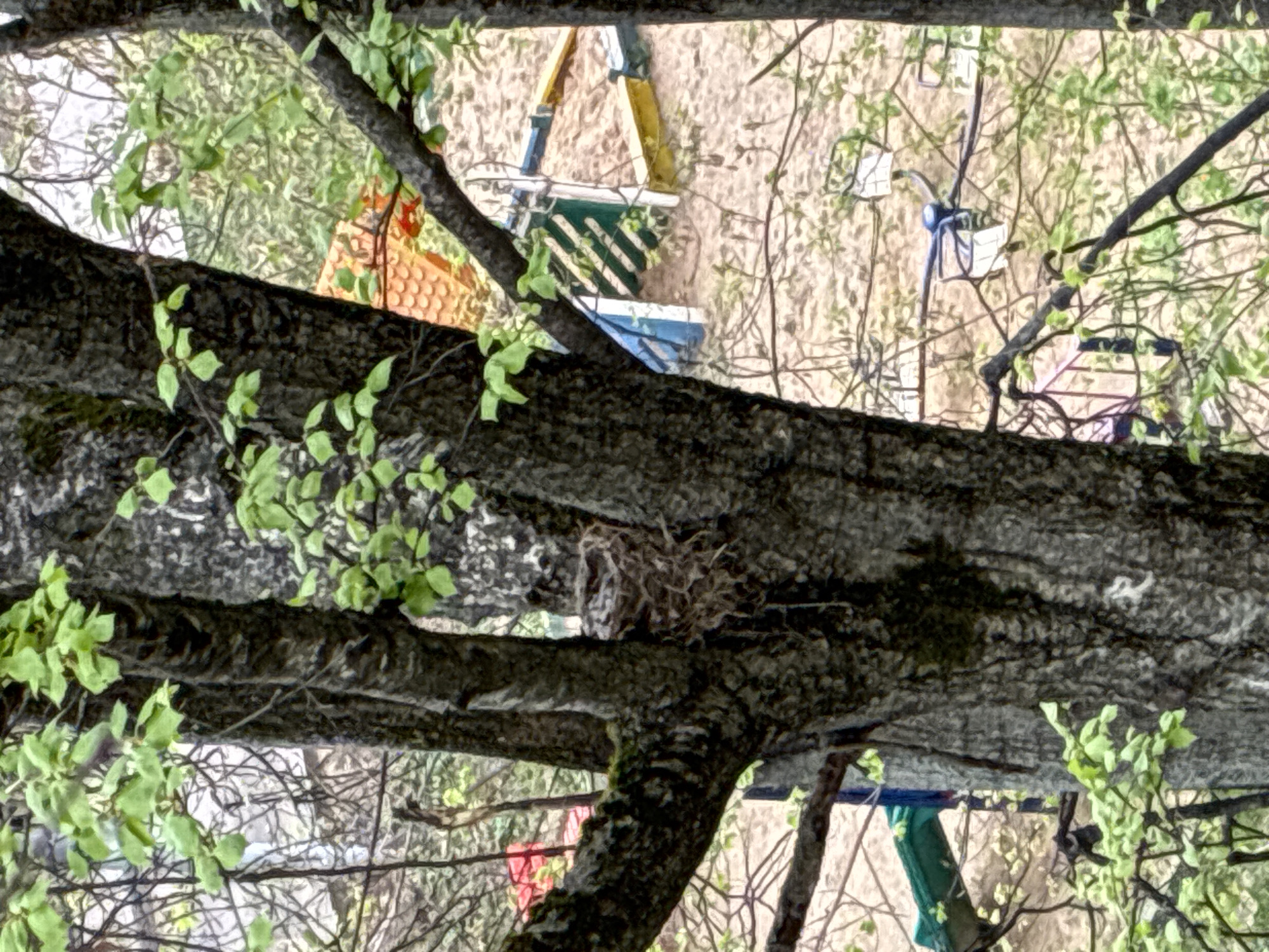 A horizontal close-up shot of a tree branch with green leaves and a bird's nest positioned in the crotch of the branch. The tree is the focal point, with blurred colors and shapes in the background that suggest the presence of buildings or other structures. The location is the city of Moscow, Russia.