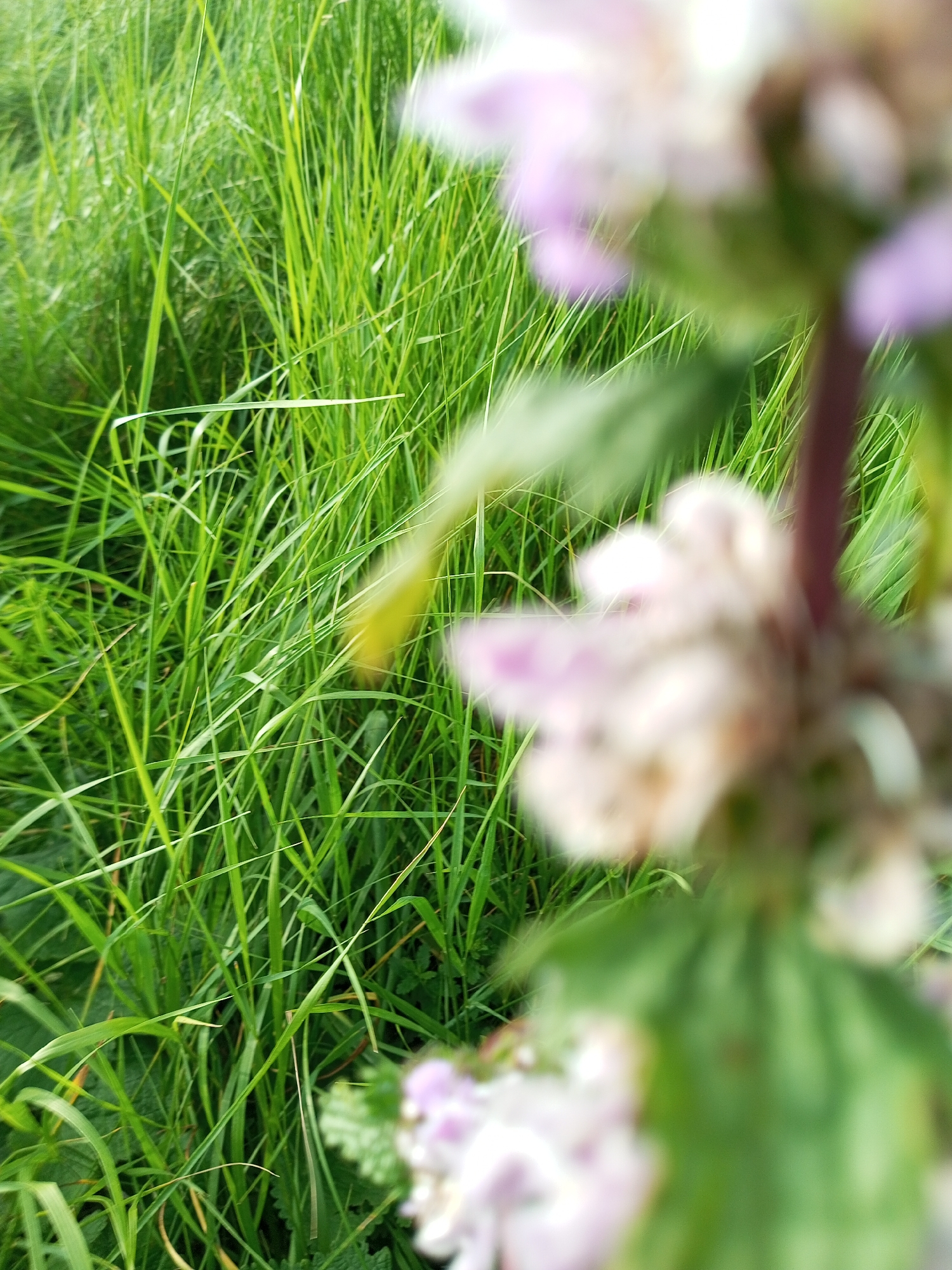This is a close-up, slightly blurry, eye-level shot of green grass with a few out-of-focus flowers in the foreground and right side of the image. The grass is dense and appears to be in a natural setting. A thin, dark stem is visible among the flowers. The overall color palette is dominated by greens and whites, with hints of pink in the flowers.