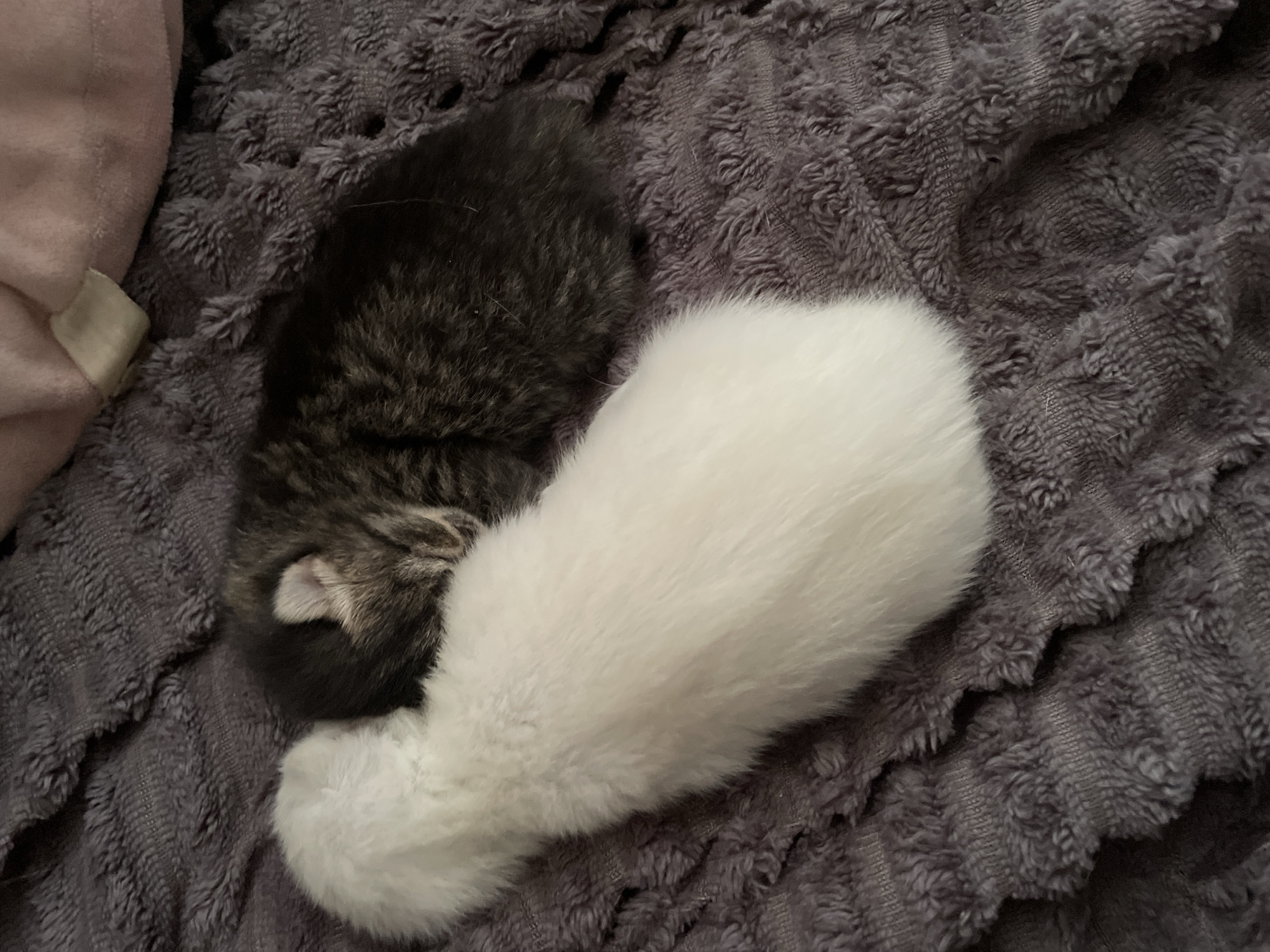 Two kittens, one tabby and one white, are curled together on a gray textured blanket. A pink object is partially visible in the upper left corner of the image. The location is not discernible from the image.