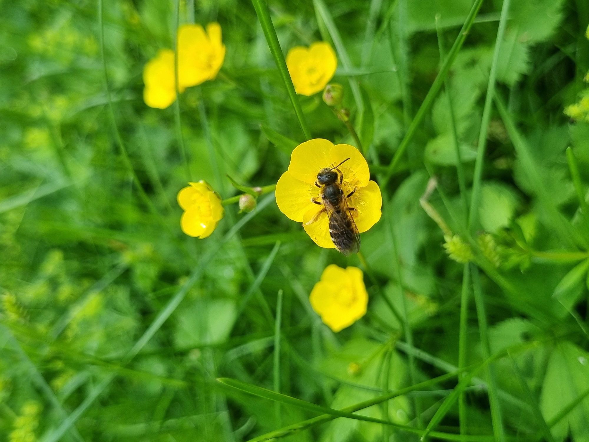 A close-up photograph depicts a bee resting on a bright yellow buttercup flower amidst lush green grass and several other buttercups. The bee is positioned centrally on the largest flower, its body slightly angled towards the top of the frame. The grass appears freshly cut, and the scene is bathed in natural light. The location is Kemul, Russia.