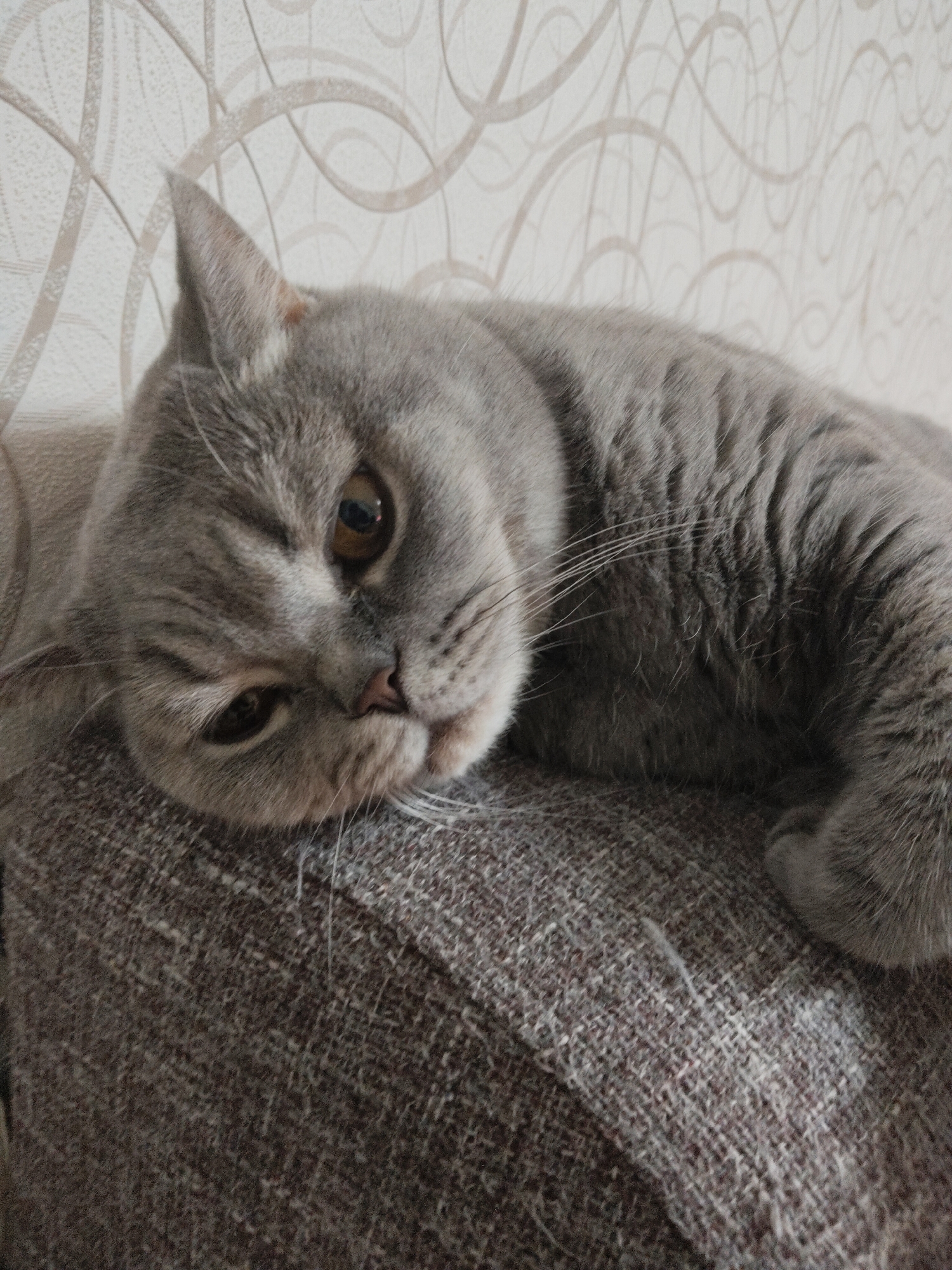 A gray cat is lying on a brown, textured surface. The cat's head is positioned at the left side of the frame, resting on the surface. The cat is looking towards the viewer with a somewhat sleepy or relaxed expression. Its fur is short and dense. In the background, there is a wall covered in a light-colored wallpaper with a subtle, swirling pattern. The location is unknown.