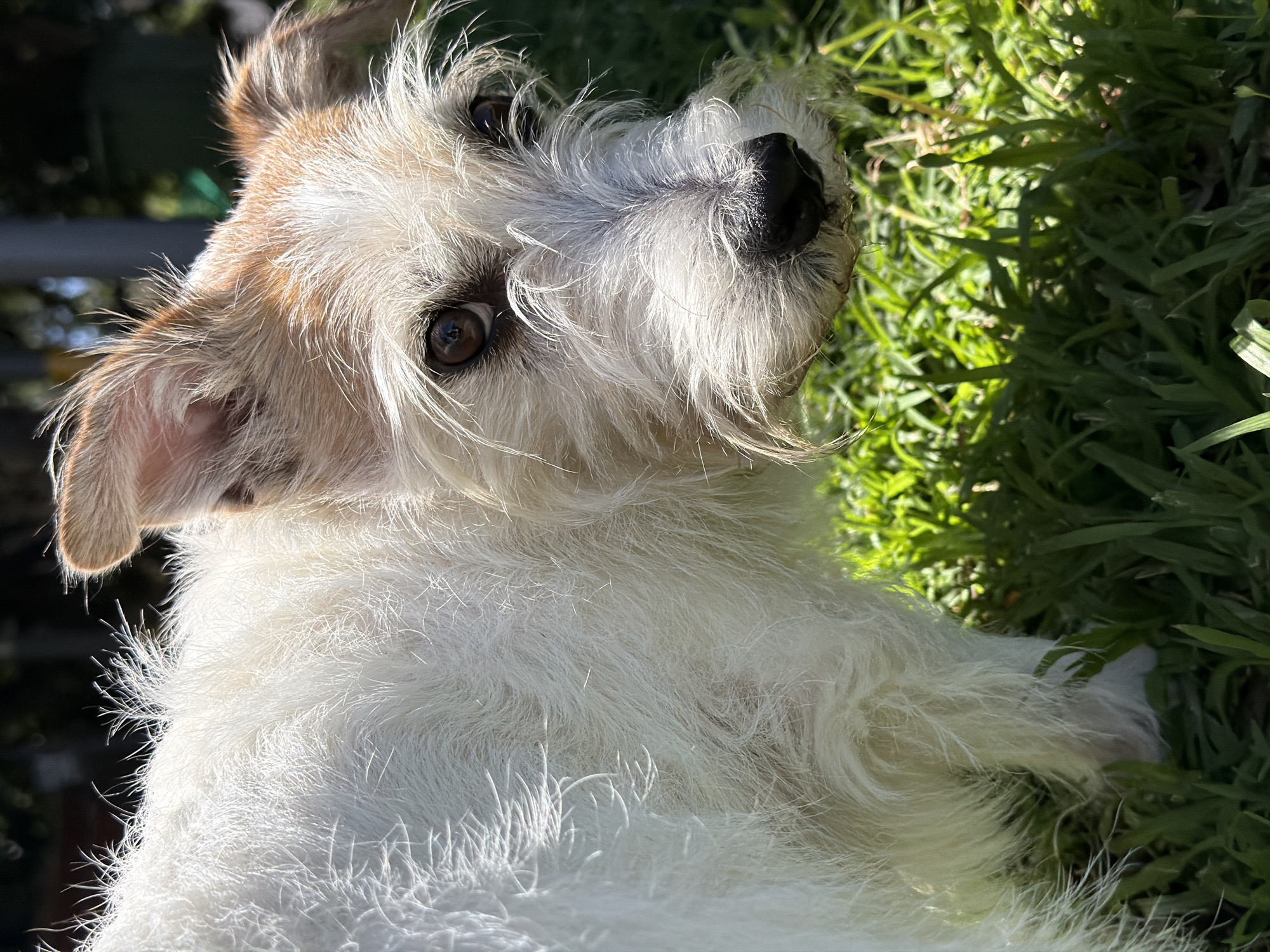 A close-up, slightly canted, medium-shot photograph depicts a Jack Russell Terrier dog lying in a patch of green grass. The dog is predominantly white, with tan patches on its head and ears. It has a long, wiry beard and mustache. Its eyes are brown and appear to be looking upwards at the camera. The grass is green and appears to be illuminated by sunlight. There is no indication of the location or time of day, and thus, no evidence to connect the image to Bat Yam, Israel.