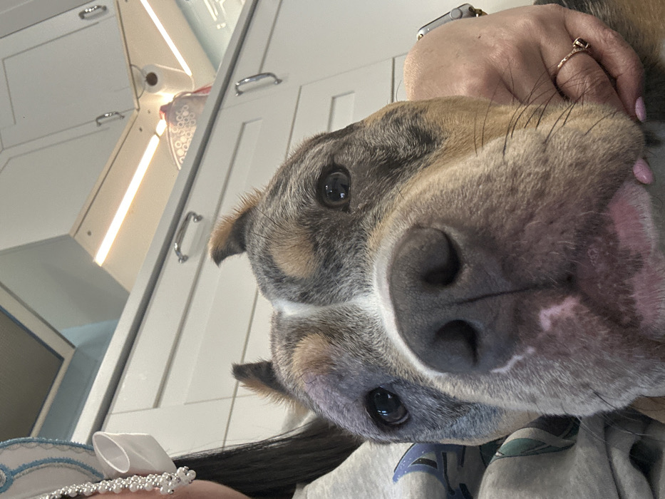 The image displays an upward-angled, close-up perspective of an interior residential space, specifically a modern kitchen, located in Saint Petersburg, Russia.
The primary subject is a medium-to-large breed dog, positioned prominently in the center of the frame, looking directly towards the viewer. The dog has a merle or brindle coat pattern with patches of grey, tan, and dark brown fur, dark eyes, and short, erect ears. Its snout is dark, and areas around its muzzle and lower jaw show lighter pinkish skin.
A person is partially visible on the left side of the frame, indicated by dark hair, a grey garment (possibly a sweatshirt or hoodie with a blue graphic design), and a decorative white and light-blue beaded accessory adorned with a white ribbon bow, consistent with a headpiece or hair ornament. A human hand, likely belonging to this individual, is visible on the right side, gently cupping the dog's jowl. This hand exhibits pink manicured fingernails, a gold-toned ring with a dark stone on the ring finger, and a smartwatch on the wrist.
The background consists of modern white kitchen cabinetry with silver pull handles. An integrated range hood and under-cabinet strip lighting are visible above the cabinets. A white roll of paper towels is mounted, and a light-colored, perforated container is present on a surface or shelf behind the dog's head. The environment is well-lit, suggesting artificial illumination.