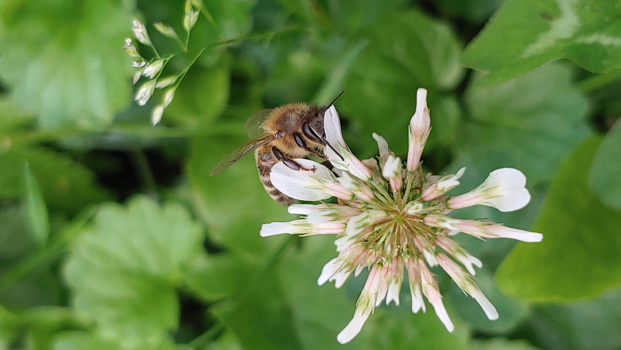 A close-up, high-angle shot captures a honeybee on a white clover flower. The bee is positioned head-down, with its body partially obscured by the flower's petals, and its legs and wings are visible. The flower's delicate, pink-tinged petals are slightly unfurled, revealing its central structure. The background consists of a blur of green foliage, suggesting an outdoor, natural setting. The image's focus is sharp on the bee and the flower, while the surroundings are softly out of focus. The scene does not depict any elements that would indicate a specific location in Mukachevo, Ukraine, or any human presence.