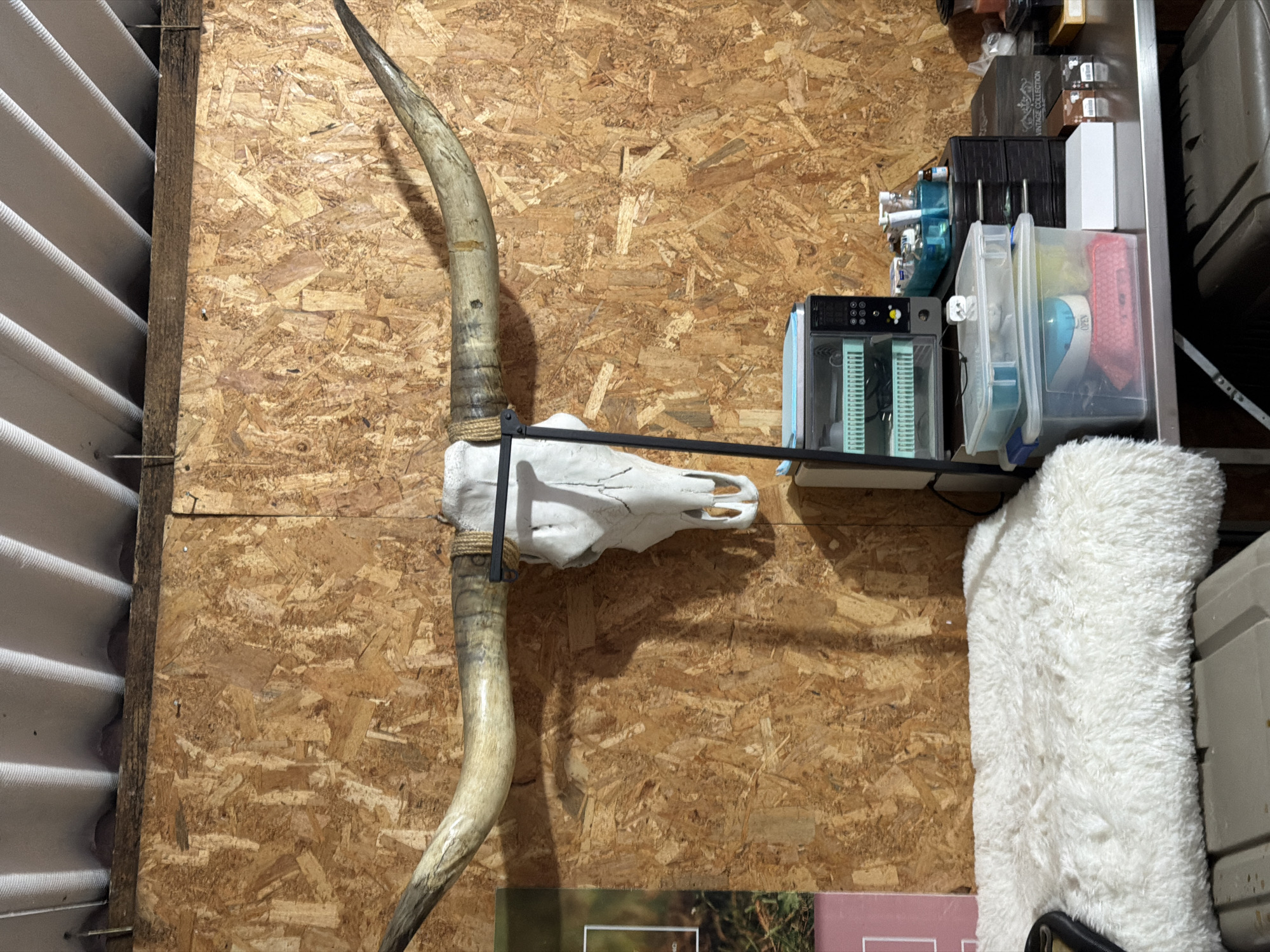 The image shows a steer skull with long horns mounted on a plywood wall. The wall is in a cluttered space. To the right of the skull is a metal shelf holding various items, including storage containers, bottles, and other miscellaneous objects. To the left of the skull is a section of corrugated metal. The lower part of the image shows the upper edge of a photograph or poster below the skull. The location is unknown.