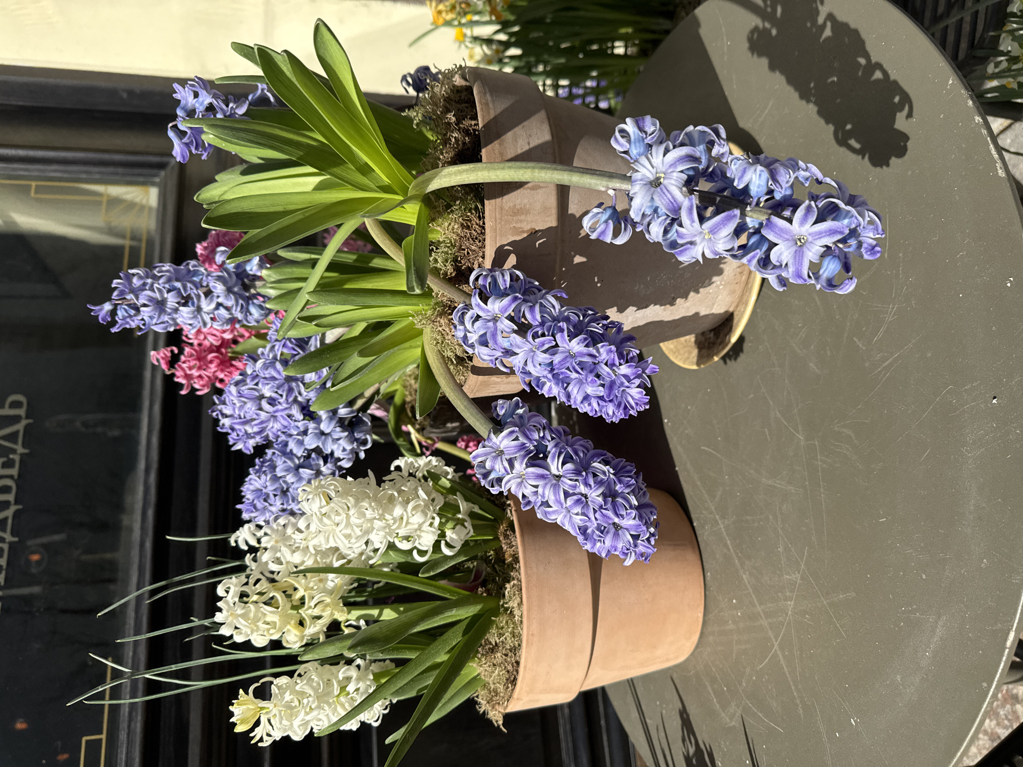The image depicts several potted hyacinths in full bloom on a table in what appears to be an outdoor cafe setting. There are three pots visible, containing hyacinths of varying colors, including purple, pink, and white. The plants are surrounded by green foliage and some moss around the base.
The table is a dark, possibly metal surface with visible scratches. In the background, a portion of a dark door or facade is visible, with text in what appears to be the Cyrillic alphabet. The city is Saint Petersburg, Russia.