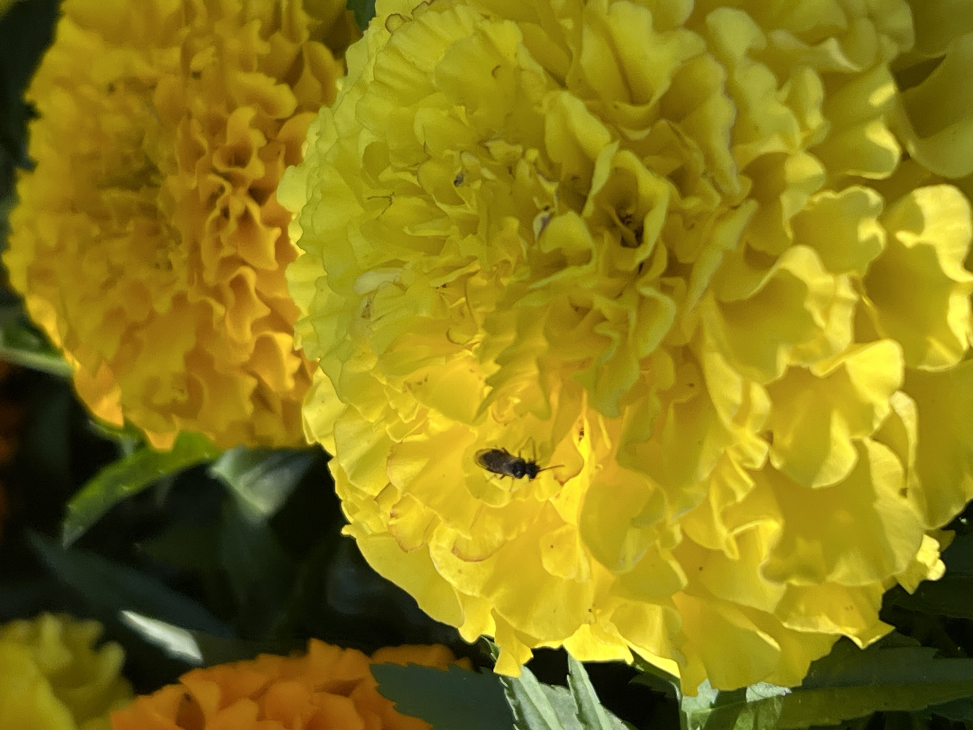 The image shows two yellow marigold flowers in close-up, with a small insect on the petals of the rightmost flower. The flowers have densely packed petals. The location in Chaikovsky, Russia, is not apparent from the image alone. The environment appears to be outdoors, as evidenced by the sunlight and presence of green foliage.