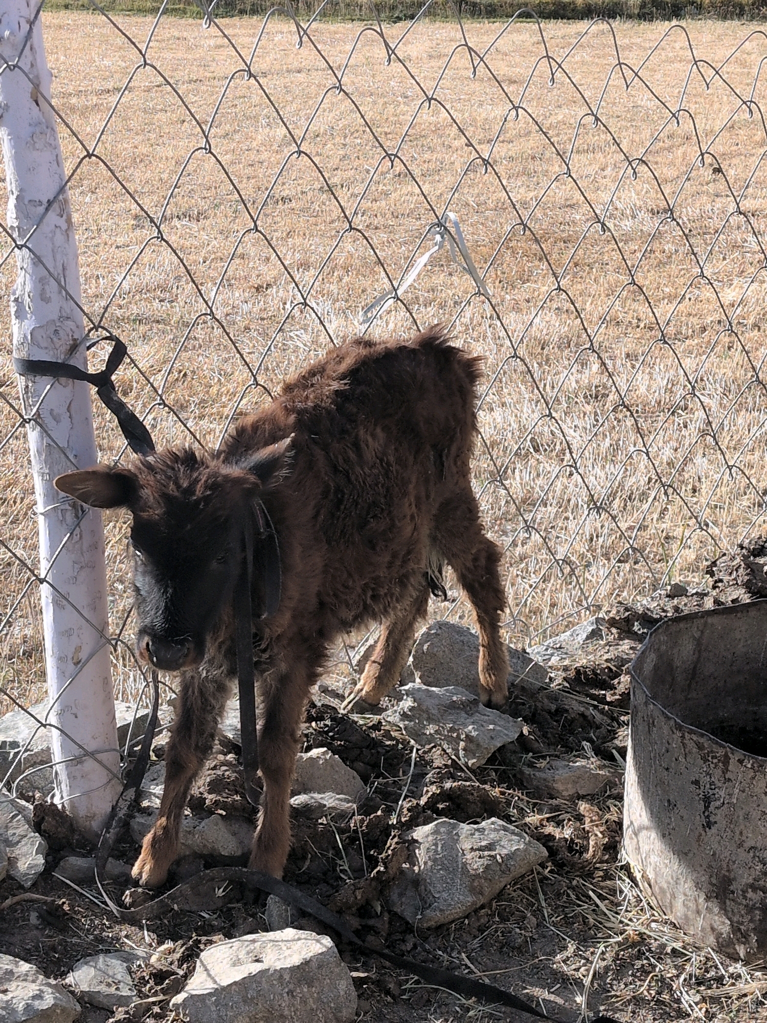 A young, dark brown, shaggy calf is standing in an outdoor enclosure. The calf is tied by a black strap to a white-painted fence post. The enclosure appears to be a dry, grassy field bordered by a wire fence. The ground is covered in rocks and dry vegetation. To the right of the calf, a large, weathered metal trough is partially visible. The scene is brightly lit, suggesting daylight. The location of Skidmang, India is not ascertainable from the image alone.