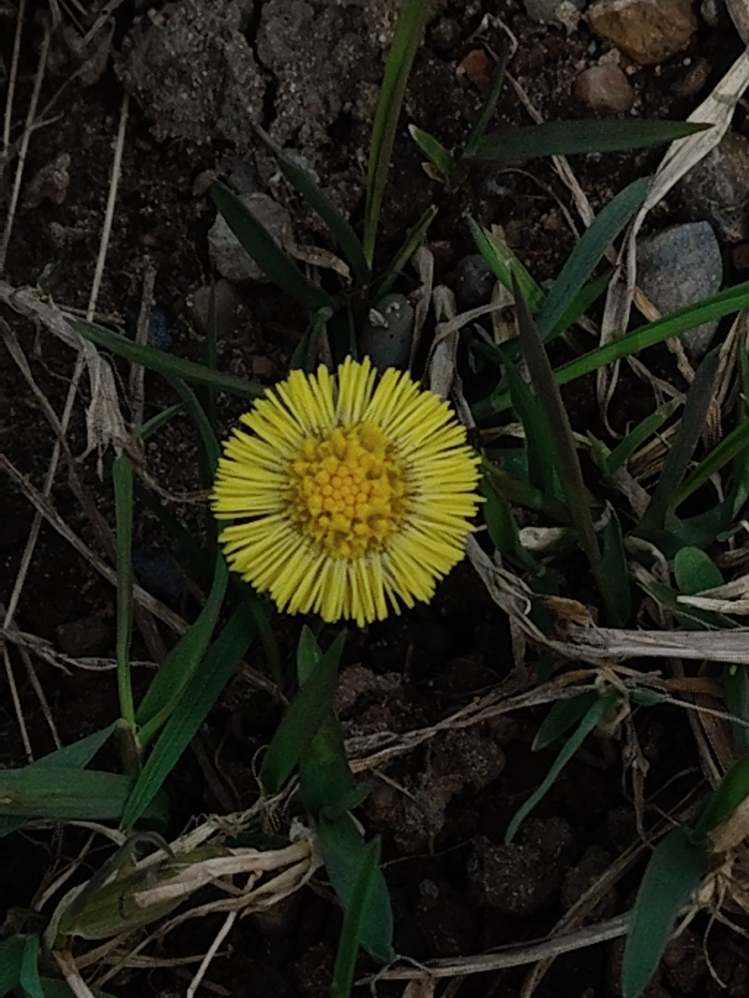 A close-up shot shows a bright yellow flower with numerous thin petals radiating from a dense, rounded center. The flower is surrounded by blades of green grass and brown, decaying plant matter. The ground appears to be dark soil mixed with small stones. The location is Unknown, Unknown.