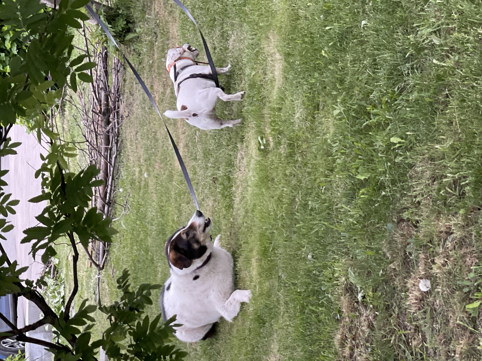 The image shows two dogs on leashes on a grassy area. One dog is white with brown and black markings and is sitting on its hind legs, looking upwards toward the leash. The other dog is mostly white with brown markings and is lying on its back, also with the leash pulled upwards. The location is a park in the city of Moscow, Russia. The environment consists of green grass and some trees with green foliage in the foreground and background.