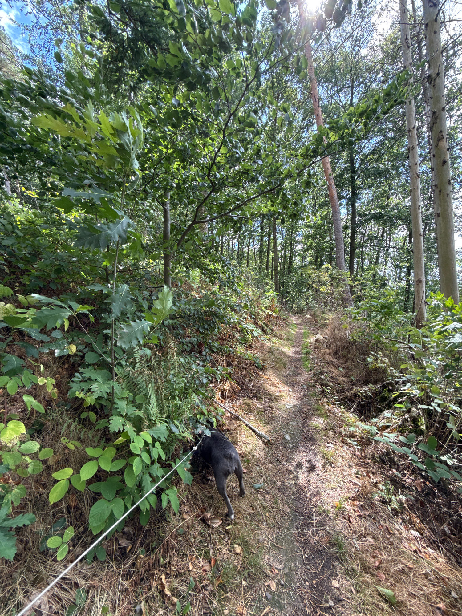A dark grey dog on a white leash walks on a narrow, winding dirt path through a dense forest. The path is covered with dry leaves and pine needles. The forest is characterized by tall, slender trees with light-colored bark and a thick undergrowth of green bushes and ferns. Sunlight filters through the canopy, creating dappled light on the path and vegetation. The environment suggests a natural setting, possibly a hiking trail in the wooded outskirts of Bad Sachsa, Germany, given the presence of deciduous and coniferous trees.