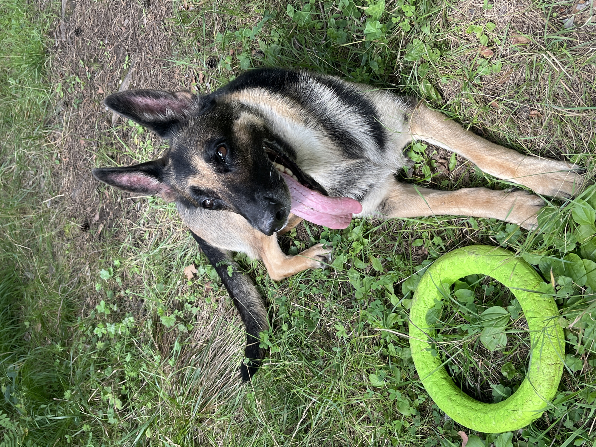 A German Shepherd lies in the grass with its tongue hanging out. A bright green ring toy is on the ground to its left. The dog is facing to the right and its ears are perked up. The background is a mix of green grass and dirt. The image was taken outdoors.