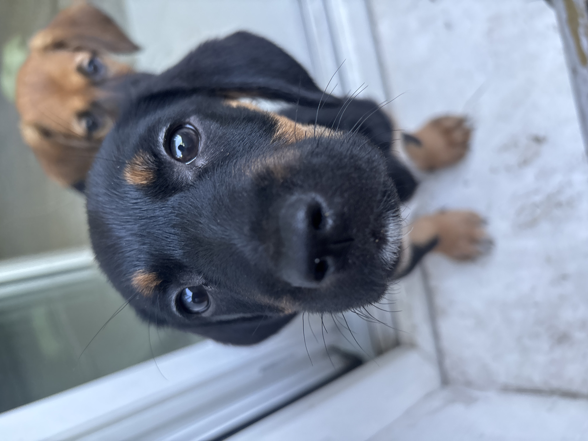 A close-up, low-angle shot captures the face of a black and tan puppy in the foreground, with its head tilted slightly. The puppy's dark eyes are wide and reflective, and its snout is prominent with long whiskers. Behind the main subject, another tan puppy is visible and out of focus, with its head resting on a surface. The background appears to be an indoor setting, possibly near a doorway or window, with a light-colored floor and a partially visible white frame.