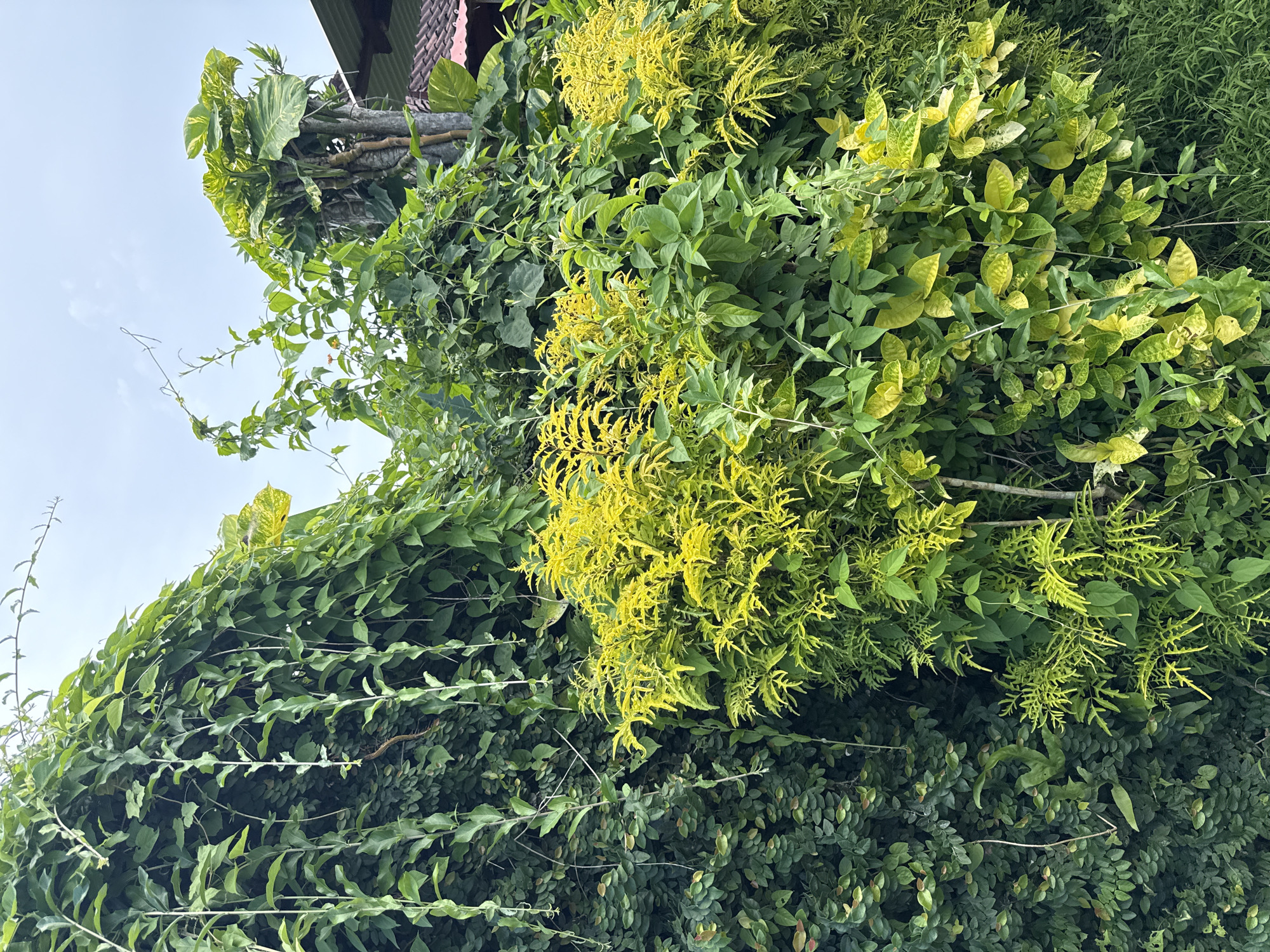 The image depicts a dense collection of various green plants, including vines and shrubs, obscuring the lower portion of a building in Kutuh, Indonesia. The leaves are of varying sizes and shades of green, with some displaying yellow hues. The plants appear to be growing up the side of the building, partially covering the roof. The sky is visible in the upper left corner, suggesting an outdoor setting.