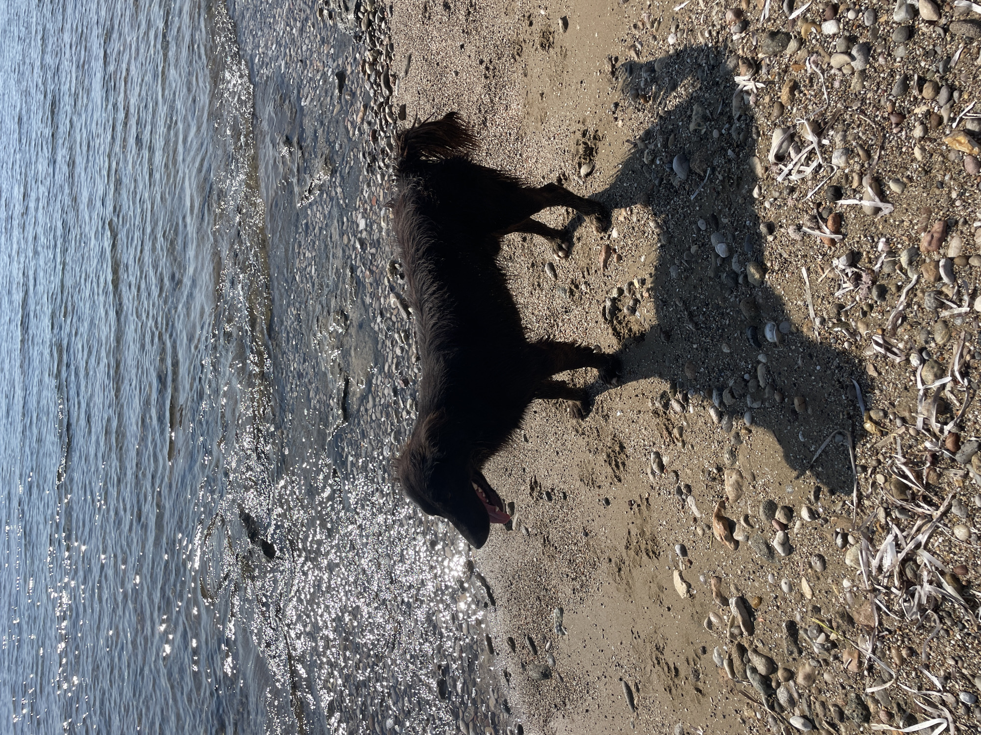 A medium-sized black dog with a long, shaggy coat stands on a sandy and pebbly beach, facing left with its mouth open and tongue visible. The dog is wet, and its fur is matted in places. The beach is composed of various sizes of smooth, rounded pebbles and sand. Sunlight glints off the surface of the calm, blue water that laps at the edge of the shore. The water is shallow, with some submerged pebbles visible. The dog's shadow is cast long on the sand to its right. The scene appears to be a natural outdoor environment.