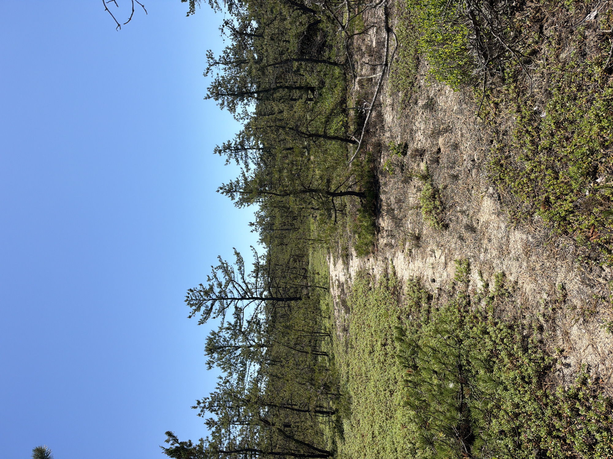 This media file depicts a natural scene. The main subjects are a sandy path winding through a pine forest with low-lying green vegetation. The trees are tall and slender, with sparse branches. The ground is a mixture of sand, dried pine needles, and small green shrubs. The sky is a clear, vibrant blue, suggesting a sunny day. The image is oriented vertically, giving a sense of looking up into the trees and along the path. There are no people or man-made objects visible, aside from the path itself. The overall impression is one of a peaceful, natural environment. The location is identified as the Town of Southampton, USA. The time of day appears to be daytime, given the bright sunlight and blue sky. No text is visible in the image.