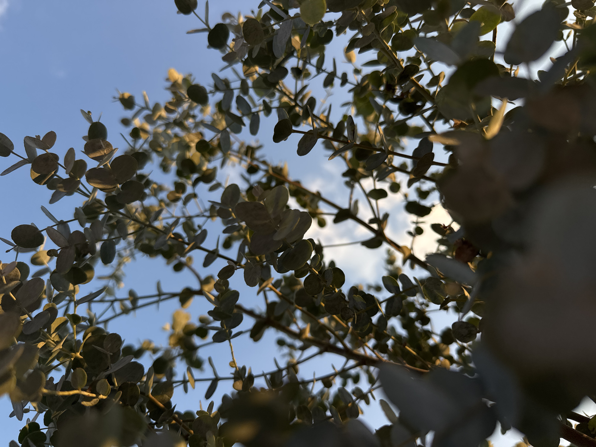 An upward-facing, low-angle shot captures a dense cluster of eucalyptus leaves and branches against a bright blue sky with scattered white clouds. The sunlight, filtering through the leaves, creates a dappled effect and highlights the silvery-green foliage. The leaves are round and ovate, arranged alternately along thin, woody stems. Some of the leaves are in sharp focus, while others are softly blurred, creating a sense of depth. The scene is set in Wettstetten, Germany, outdoors.