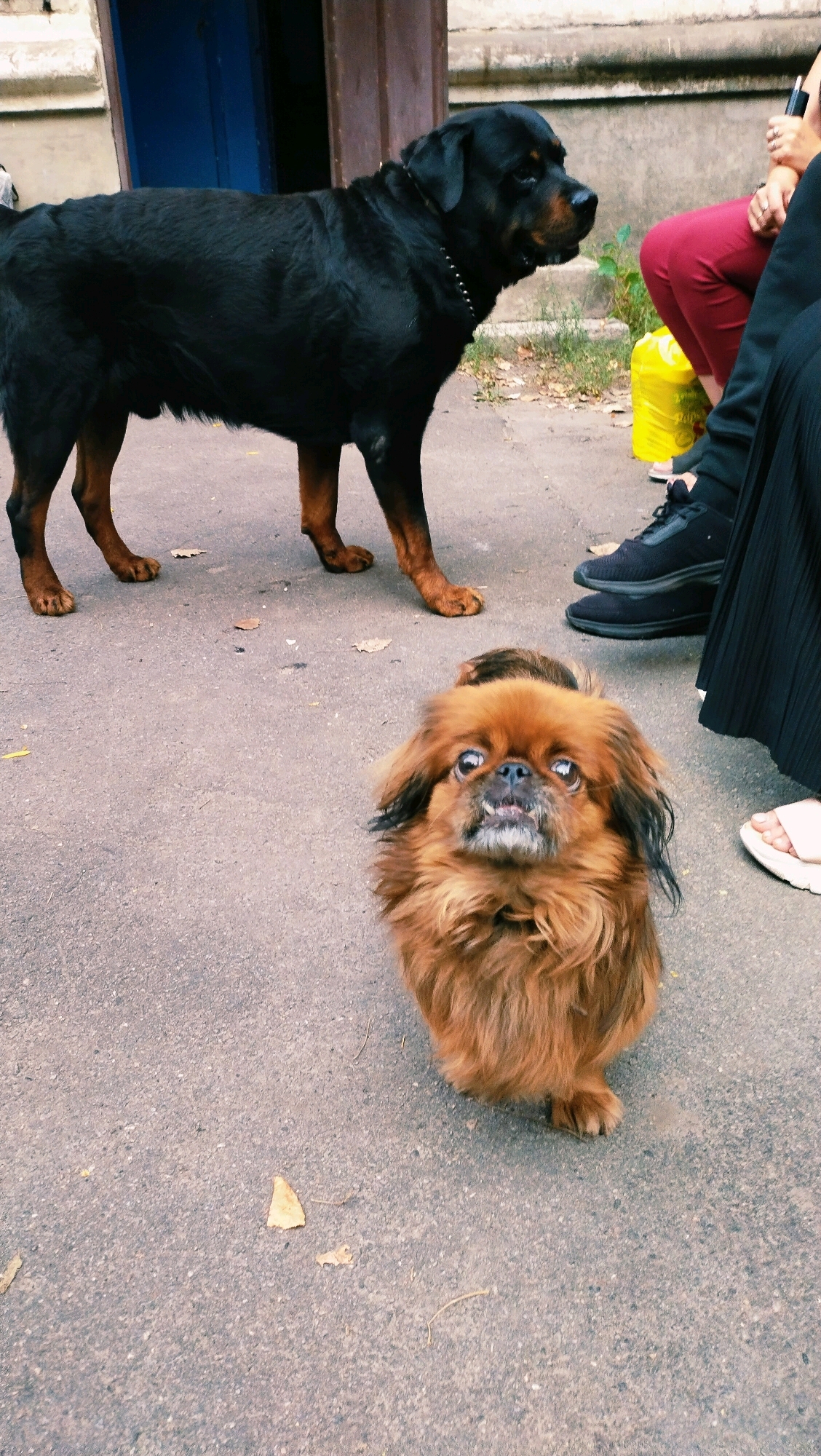 The image shows two dogs on an asphalt surface, likely a street or pathway in the city of Horishni Plavni, Ukraine. In the background, a large black Rottweiler stands to the left, facing to the right. To the right and in the foreground, a smaller, fluffy brown dog with distinct facial features is looking directly at the camera. Two people are partially visible on the right side of the frame, one wearing red pants and the other wearing a black skirt, with black sneakers visible on one of their feet. A yellow plastic bag is on the ground near the person in red. The environment appears to be an outdoor urban setting, with a building visible in the background.
