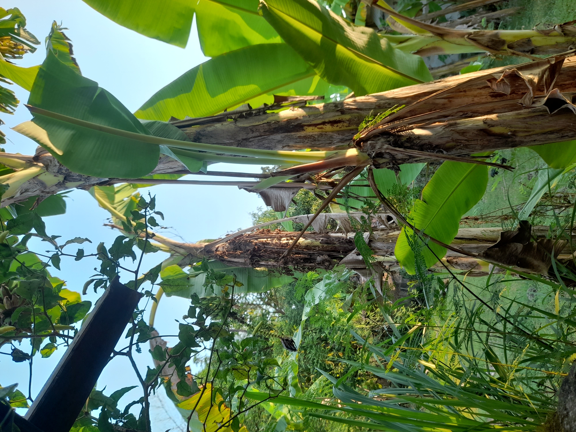 The image depicts a close-up view of banana trees and surrounding vegetation, bathed in natural sunlight. In the foreground, the rough, fibrous trunks of banana trees are prominent, with large, vibrant green banana leaves unfurling. One of the banana trunks shows signs of age with dry, peeling bark and dried leaves. To the left, tall, slender green grasses and leafy plants fill the lower portion of the frame, creating a lush undergrowth. In the midground, a small, dark-colored bird is perched on a broad leaf of a banana plant. The background reveals more dense greenery and hints of other vegetation, suggesting a natural or semi-cultivated outdoor environment. The sky is visible at the top, appearing clear and bright blue. The overall impression is one of a verdant, tropical setting, likely in a rural or garden area. The presence of specific architectural elements, like a dark, angular structure partially visible at the top left edge of the image, suggests human presence or modification of the environment, but the primary focus remains on the natural elements.