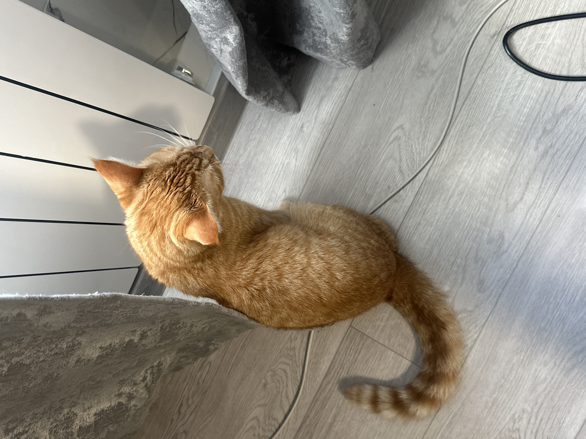 An orange tabby cat is sitting on a light-colored wooden floor. The cat is facing away from the camera, with its head turned to the right. It is partially obscured by a gray textured blanket draped on the left side of the frame. Another gray textured blanket is visible on the right side of the frame, partially obscuring a white vertical structure with black vertical lines. A dark cord and a lighter cord are lying on the floor in the foreground. The lighting suggests an indoor environment.
