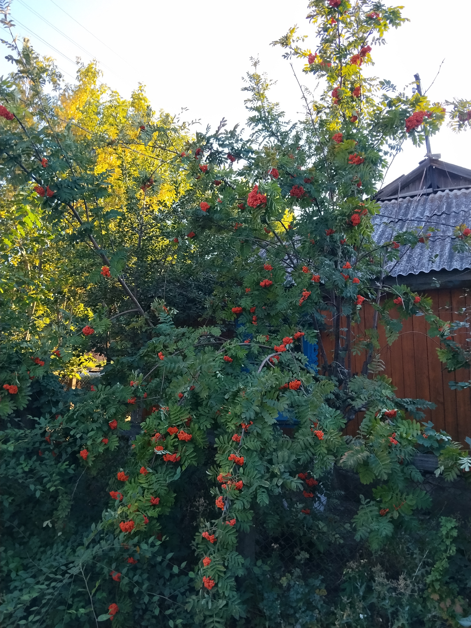 The image depicts a cluster of rowan trees heavy with bright red berries, set against a backdrop of a rustic wooden building and a grey, corrugated roof. The trees are dense with dark green foliage, and the sun illuminates some of the leaves with a golden hue, suggesting it might be late afternoon or early morning. The building appears weathered, with visible wooden planks and a sloped roof. In the upper left portion of the image, power lines are visible against a pale sky. The scene suggests a rural or semi-rural setting. The image was taken in Kokshetau, Kazakhstan.