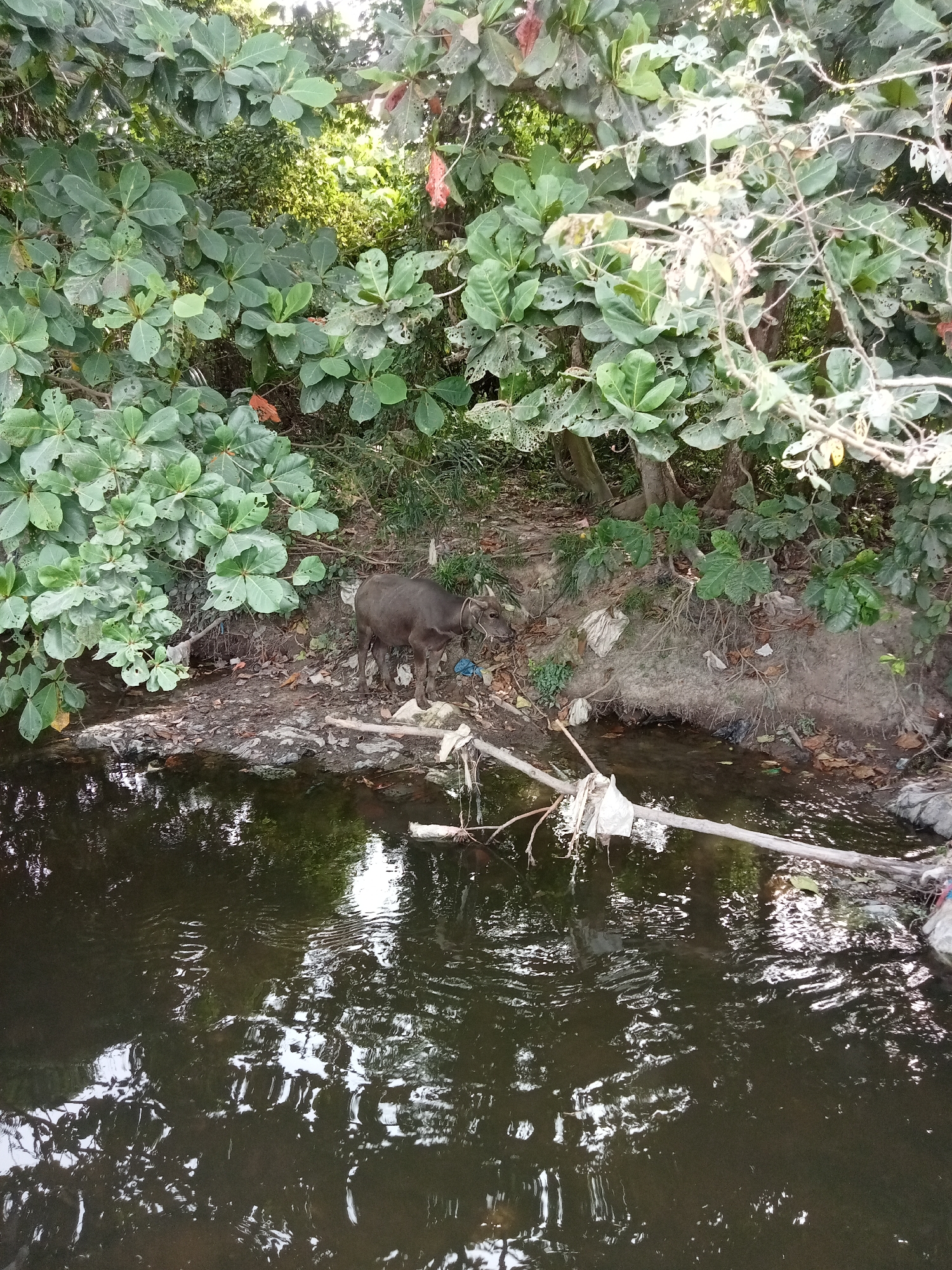 In Teluk Kenidai, Indonesia, a brown water buffalo stands near the bank of a dark, reflective body of water. The buffalo is facing towards the right of the frame, and its head is lowered. The ground around the buffalo is muddy and strewn with debris, including plastic bags and branches. Lush green foliage dominates the background, with large leaves and branches creating a dense canopy. The water's surface reflects the surrounding trees and sky, with some ripples disturbing the reflections. The scene appears to be a natural environment impacted by human waste.