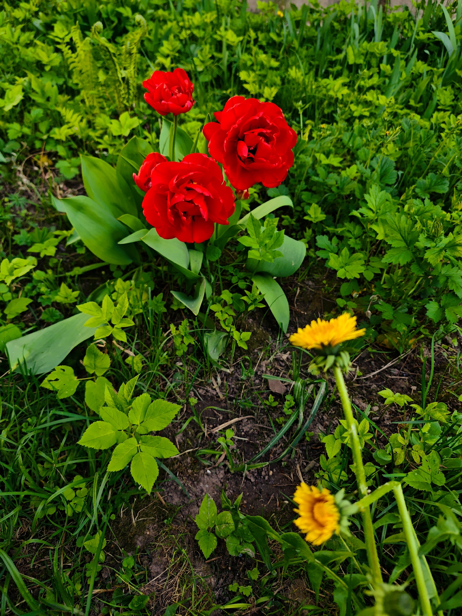 The image depicts a garden in Свистуха (кузяевский С/о), Russia. The foreground shows a patch of green foliage interspersed with bare soil. In the center-right, two yellow dandelions are visible, with the taller one in full bloom and the lower one beginning to bud. In the upper center of the image, a cluster of red, double-petaled tulips stands out. Their leaves are a deep green, contrasting with the surrounding vegetation. Various other green plants and grasses fill the space, creating a dense, slightly overgrown appearance. The lighting suggests an overcast day, with diffused light casting soft shadows.