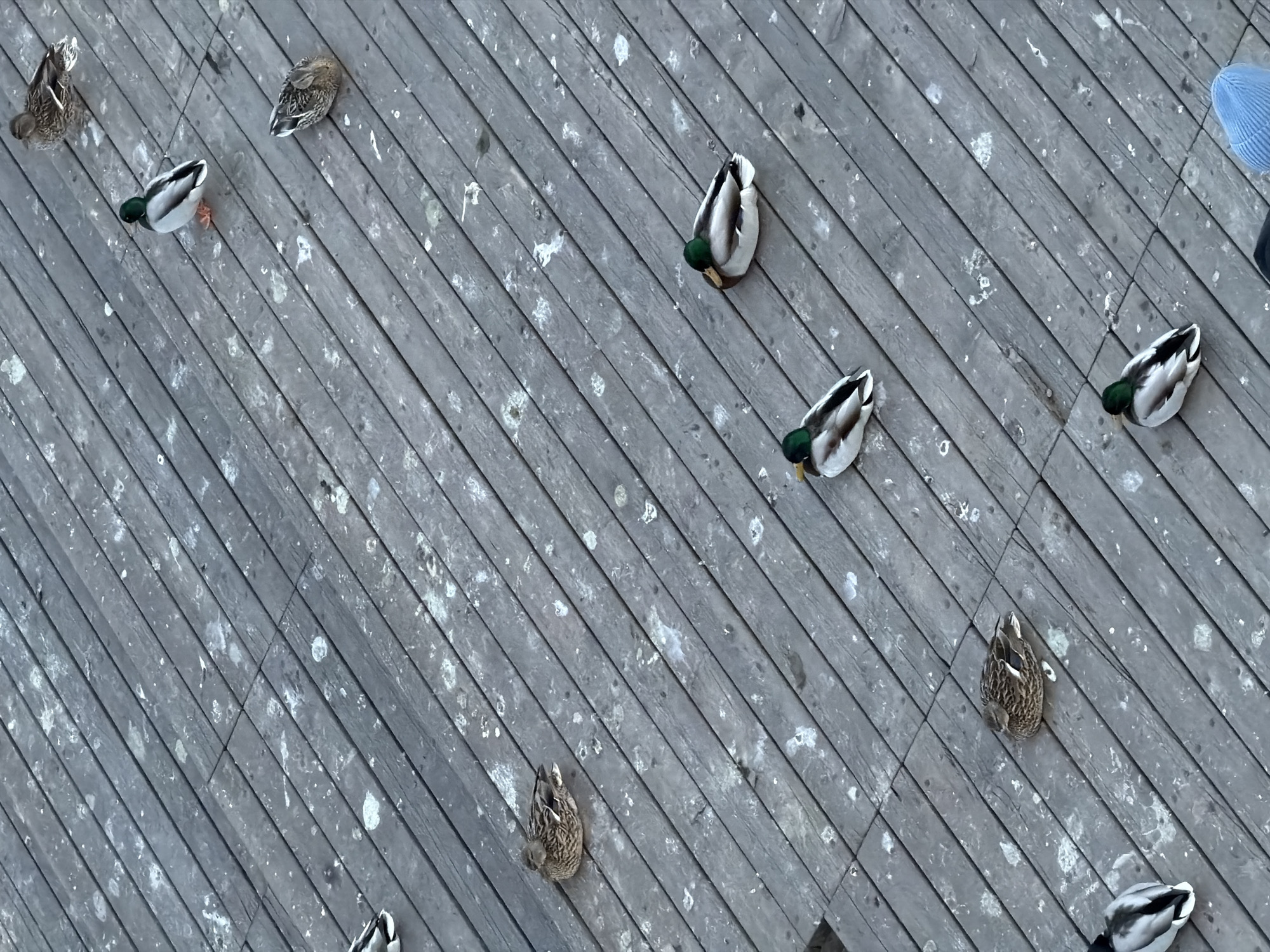 An overhead, high-angle shot captures a scene of numerous ducks resting on a weathered wooden surface, likely a pier or boardwalk, in Krasnoyarsk, Russia. The wooden planks run diagonally across the frame, and the surface is extensively marked with white bird droppings.
The subjects include at least five male mallard ducks, identifiable by their iridescent green heads (visible from above as dark green patches), white neck rings, and grey-white bodies. Several female mallards, with mottled brown plumage, are also scattered across the wood. The ducks appear calm, either resting or slowly moving on the surface.
In the upper right corner, a partial view of a person is visible, marked by a blue knitted beanie and a dark shoulder, suggesting the photograph was taken from a slightly elevated position looking down. The lighting is soft and diffused, indicating an overcast day or indirect sunlight, as there are no harsh shadows. No specific activity beyond resting is discernible among the ducks, and no visible text is present in the image.