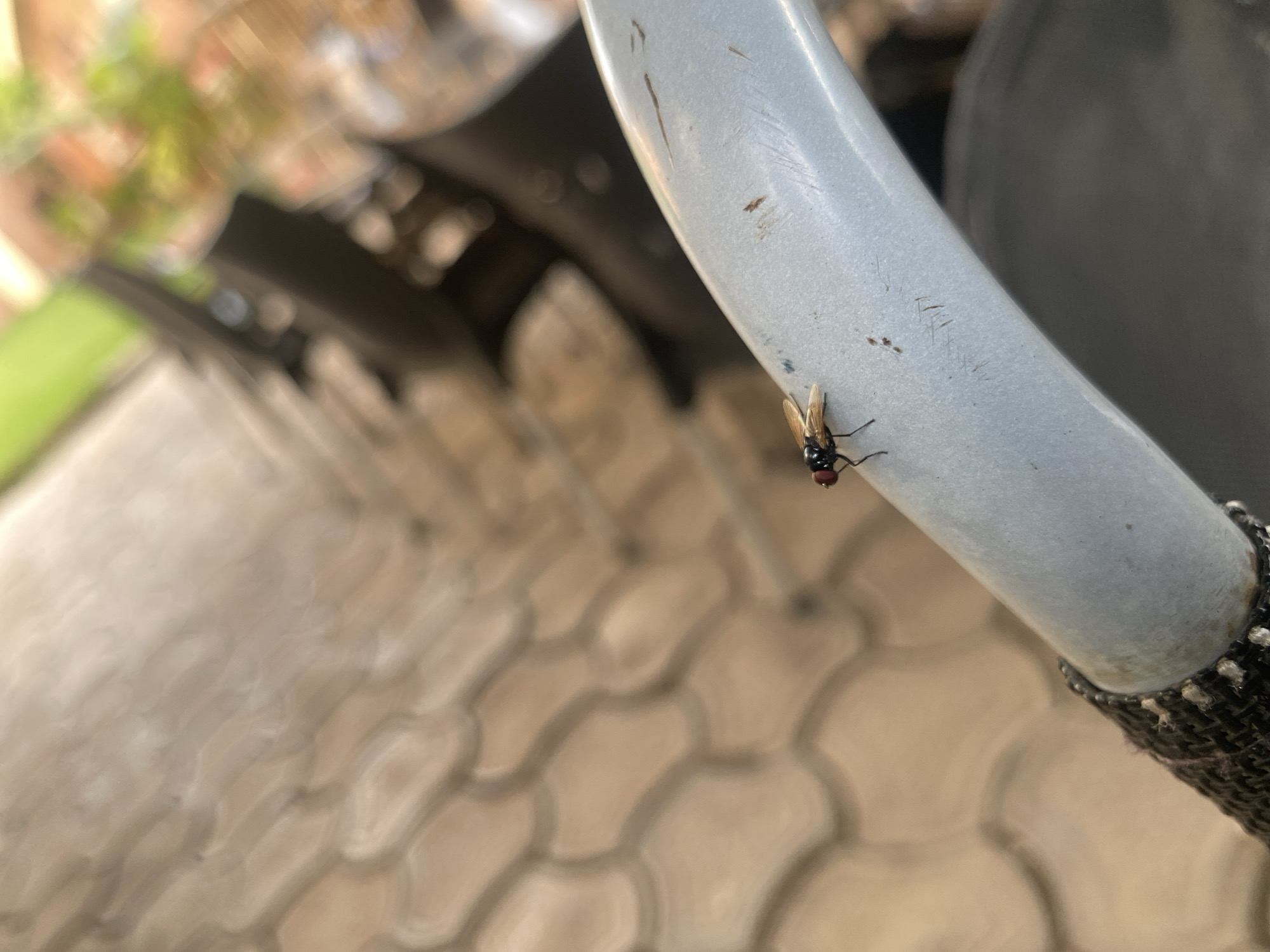 A common housefly with red eyes and translucent wings rests on a light blue, curved surface, which appears to be part of a chair or stroller. The fly is positioned on the right side of the surface, facing left. The surface is slightly scratched and has a few dark marks. The background is out of focus, showing a patterned ground that resembles pavers or tiles in a light brown or tan color. In the upper right portion of the image, blurred green and orange foliage is visible, suggesting an outdoor environment. The overall scene is illuminated by natural light, casting soft shadows. The image was captured in Barden Yana, Nigeria.