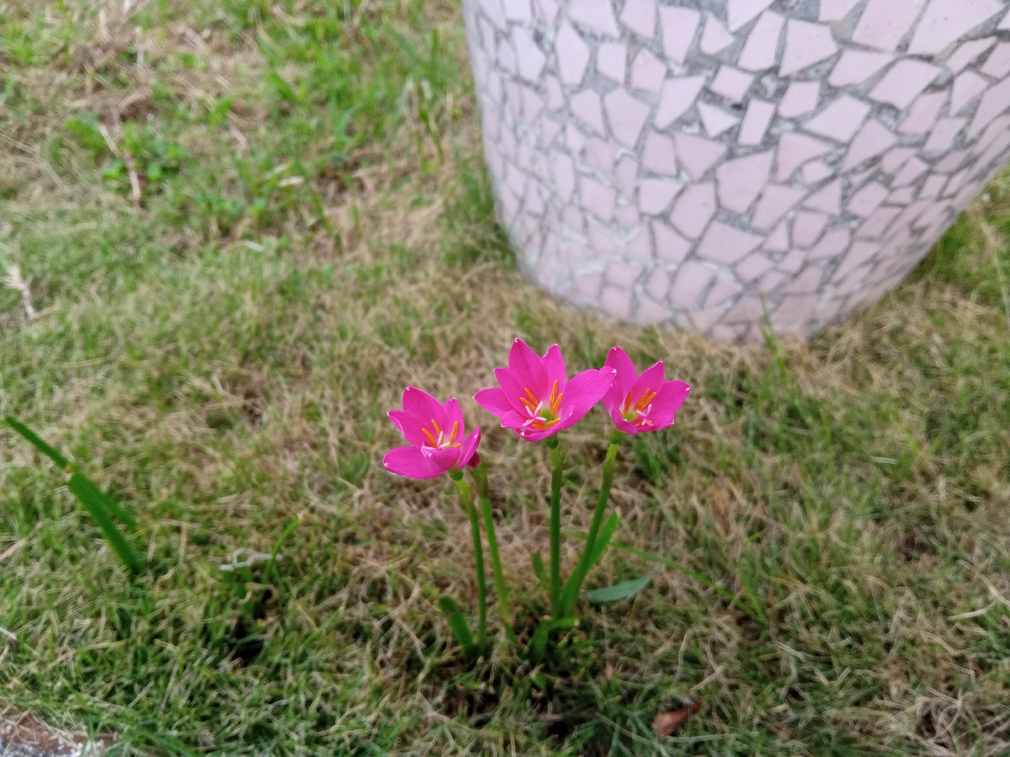 A close-up, ground-level, eye-level shot captures three vibrant pink rain lilies blooming in a patch of dry, patchy grass. Behind the flowers and to the right, a large, light pink, mosaic-tiled decorative planter or urn dominates the background. The grass is predominantly brown with some green blades and sparse patches, suggesting dry conditions. The planter's surface is covered in small, irregular, pale pink tiles, creating a textured, almost scale-like pattern. The overall scene appears to be outdoors, possibly in a garden or public space in Bireuen, Indonesia, with the natural light suggesting daytime. No people are visible.
