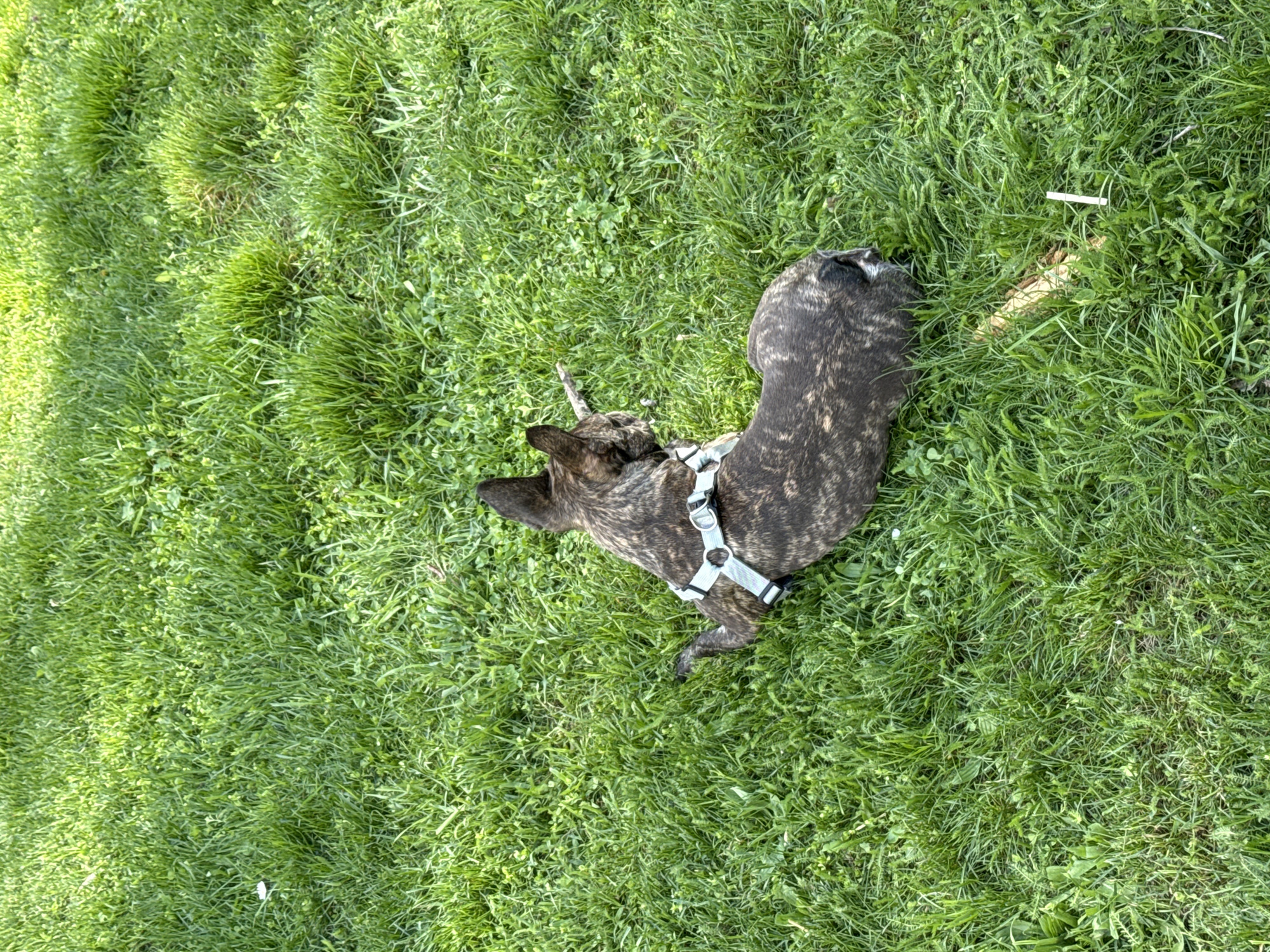 A dog lies on green grass. The dog is brindle colored and wearing a light blue harness. The dog is facing left and slightly towards the bottom of the frame. A small stick lies near the dog's head. A small piece of paper lies on the grass in the top right of the frame. The location appears to be an outdoor area, covered in green grass. This image does not contain sufficient information to determine a location in Pleven, Bulgaria.