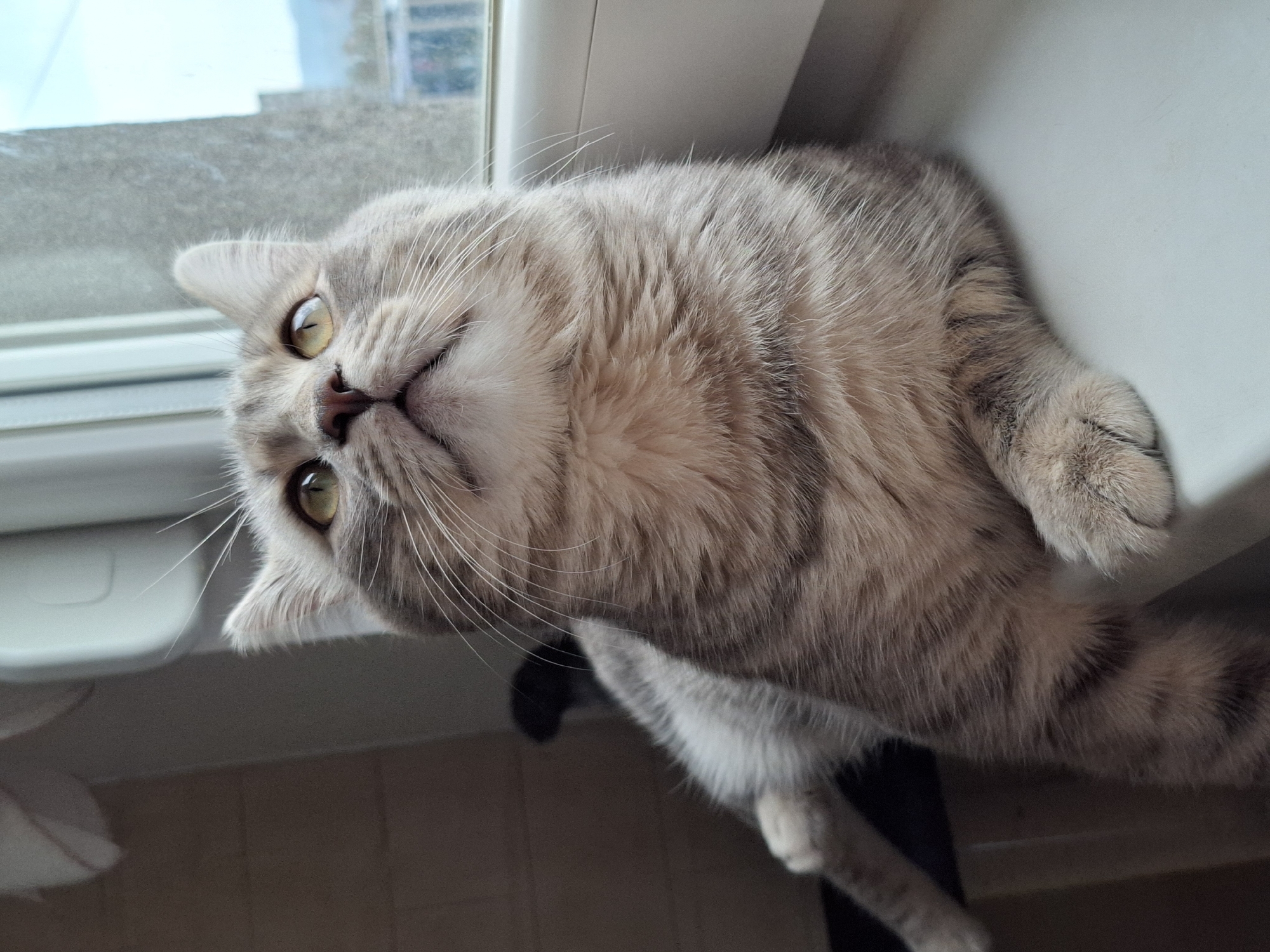 The media file displays a light-colored tabby cat resting on a windowsill. The cat, with soft grey, brown, and cream fur and distinctive tabby stripes, is lying on its back, head tilted upwards and slightly to the left, looking directly at or just past the camera. Its prominent green-yellow eyes are wide and appear curious or content, complemented by long, white whiskers and a pinkish-brown nose.
The scene is indoors, brightly lit by natural daylight streaming through the window behind the cat, suggesting it is daytime. Outside the window, a blurred view of a building or urban landscape with grey tones is visible under a light sky. The windowsill is white, providing a clean, bright surface for the cat to rest on. The cat's front paws are gently curled, and its body extends downwards, with parts of its hind legs and tail visible below the sill. No text is visible in the image. The setting is Novi Sad, Serbia.