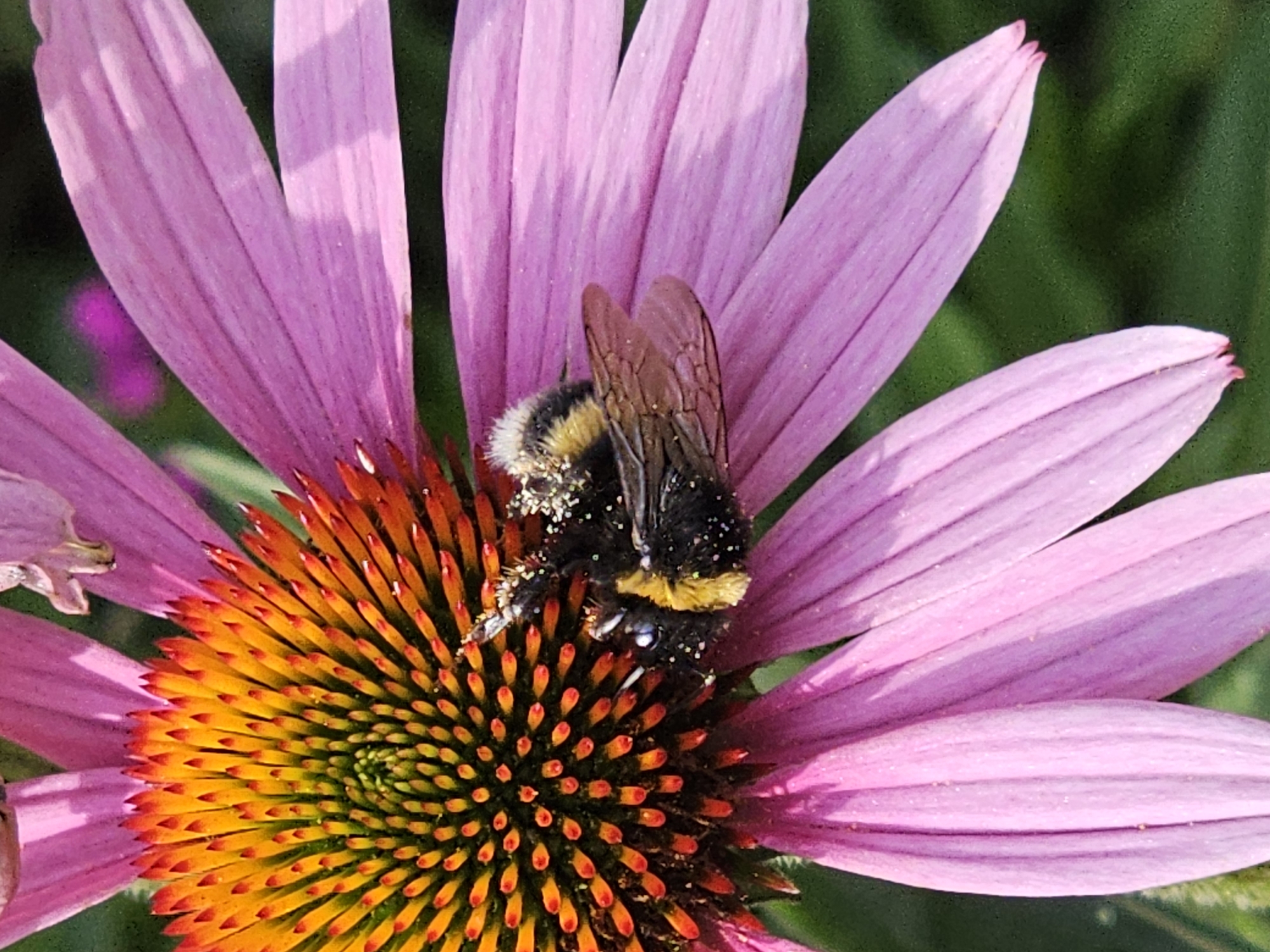 A close-up shot captures a bumblebee covered in pollen on a pink coneflower. The flower's central cone is a vibrant gradient of orange and yellow, while its petals are a soft pink. The background is a blurred dark green, suggesting a garden setting. The image appears to be a macro photograph.