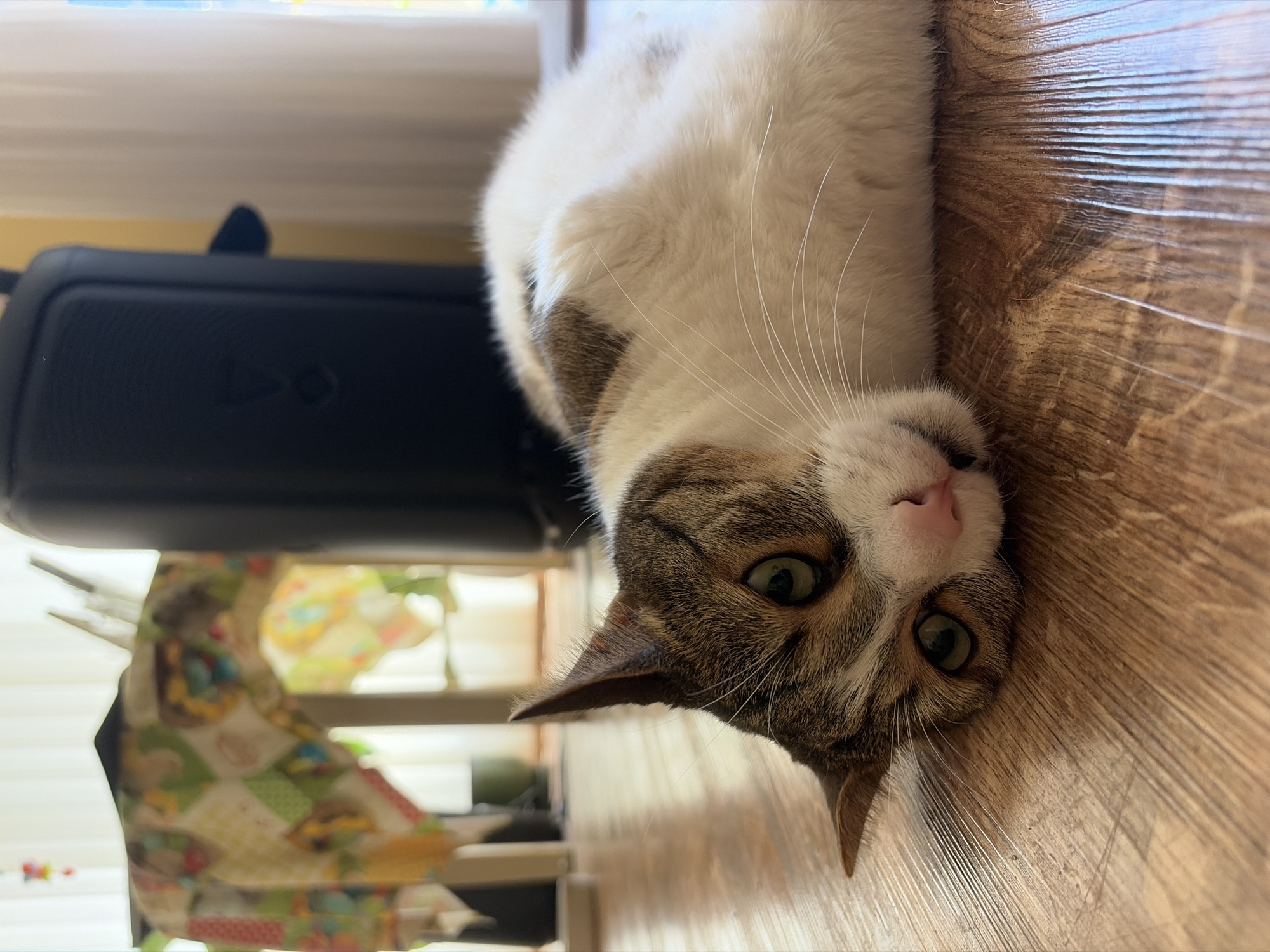 A tabby and white cat lies on a wooden floor, its head resting on the floor. The cat has green eyes, a pink nose, and white whiskers. In the background, a black speaker and a table covered with a colorful cloth are visible. The environment appears to be indoors, possibly a living room or a similar domestic setting. The lighting suggests it is daytime, with natural light entering from behind the cat and the speaker.