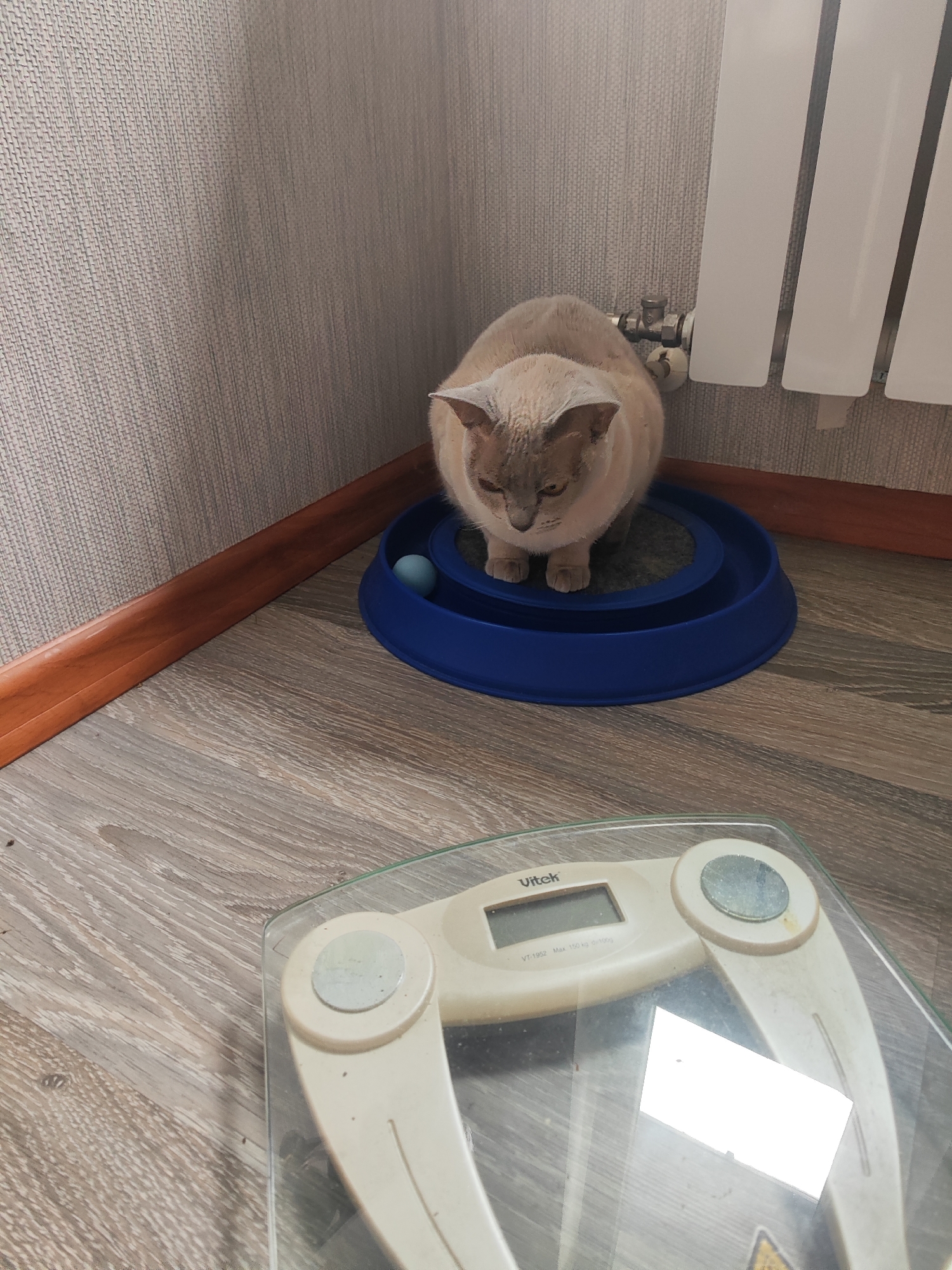 In an indoor setting, likely a residential room in Gvardeysk, Russia, a light brown cat with a darker face and ears is positioned on a blue circular toy with a small blue ball inside. The cat is facing downwards, appearing focused. The cat is situated on a wooden floor, with a wooden baseboard running along the wall behind it. To the right of the cat, a white radiator is visible, mounted on a wall with textured wallpaper. In the foreground, a clear glass digital scale with beige accents is present, its display turned off. The overall scene is well-lit, suggesting natural or artificial light sources from within the room.