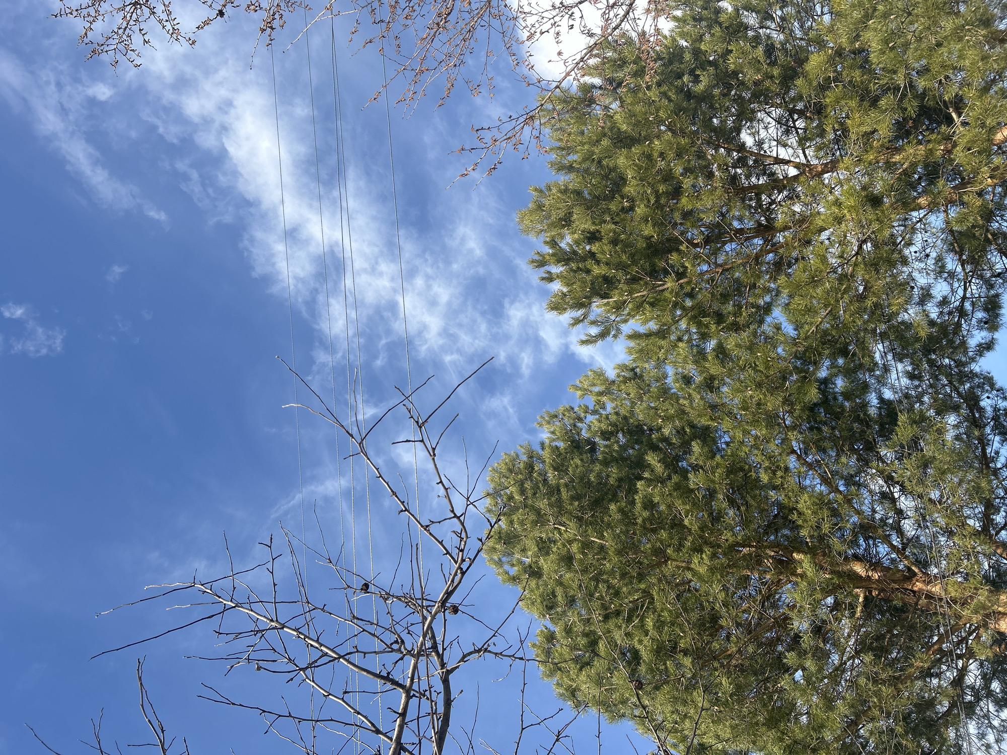 The image depicts an upward view of a daytime outdoor scene in the city of Фоки, Russia. The upper two-thirds of the frame are dominated by a clear blue sky with scattered cirrus or cirrocumulus clouds. Multiple dark utility lines, appearing as three distinct horizontal strands, traverse the upper-middle portion of the sky from left to right. The lower half of the image features the upper canopy of two evergreen conifer trees, likely pines, characterized by dense green needles. Bare, dormant deciduous tree branches are visible along the top left and right edges, extending into the blue sky. On the right side, some bare branches exhibit small, reddish-brown buds or catkins. No individuals, overt actions, or interactions are discernible.