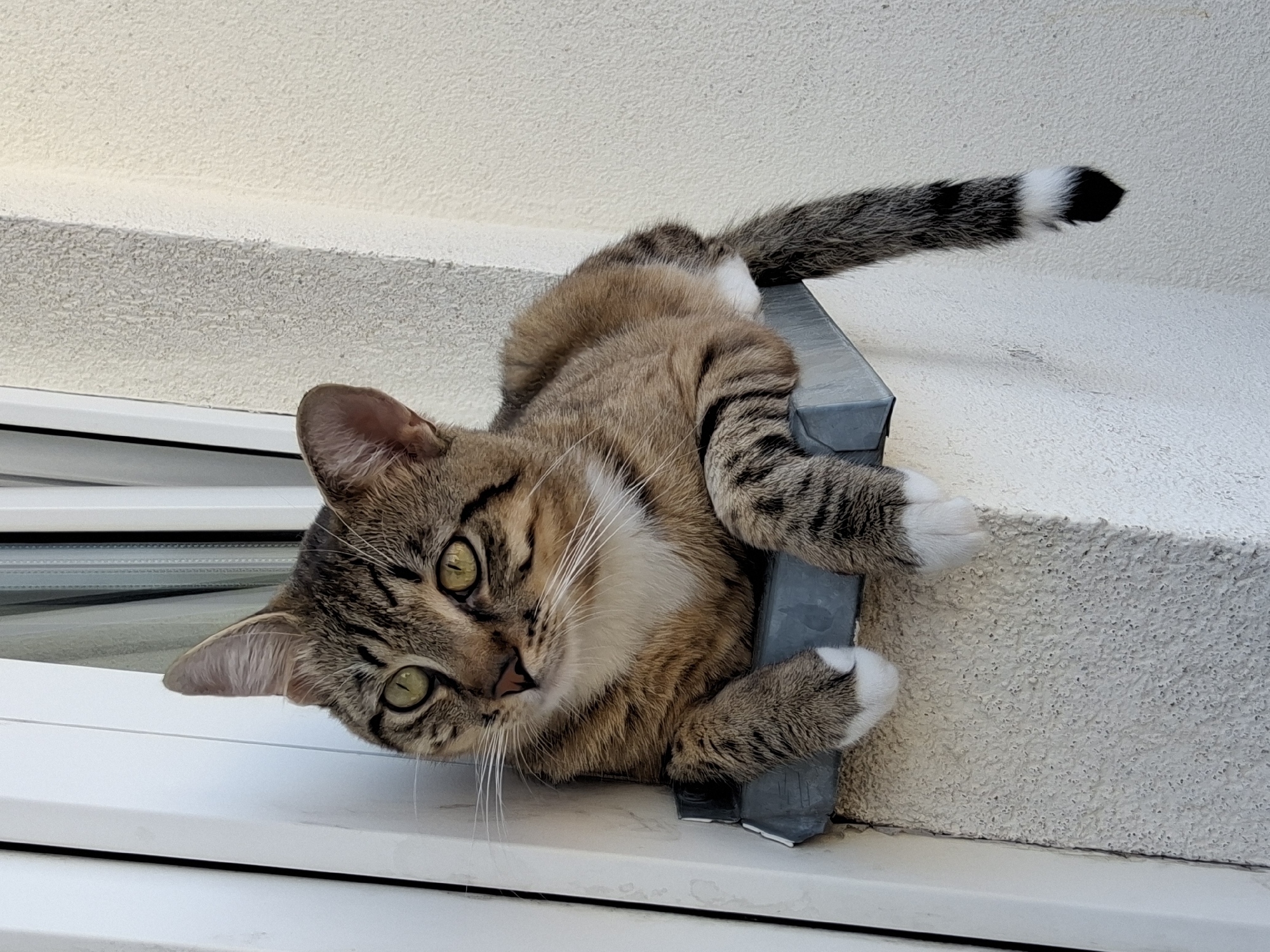 A tabby cat is lying on its back on a grey ledge, its body draped over the edge. The cat has green eyes and a white chest with brown and black stripes on its body and tail. Its paws are white, and its tail has black rings with a white tip. The cat is looking directly at the camera with a curious expression.
The ledge appears to be part of a building's exterior, possibly a window frame or a decorative architectural element. The background is a textured, off-white wall, which suggests an outdoor setting. The lighting indicates it is daytime, with natural light casting shadows. The environment appears to be a residential area, given the presence of a window frame below the ledge.
The cat's relaxed and playful pose suggests it is comfortable and perhaps enjoying the elevated vantage point. There is no visible text in the image. The scene implies a moment of leisure for the feline, likely in a domestic or semi-domestic setting in Warsaw, Poland.