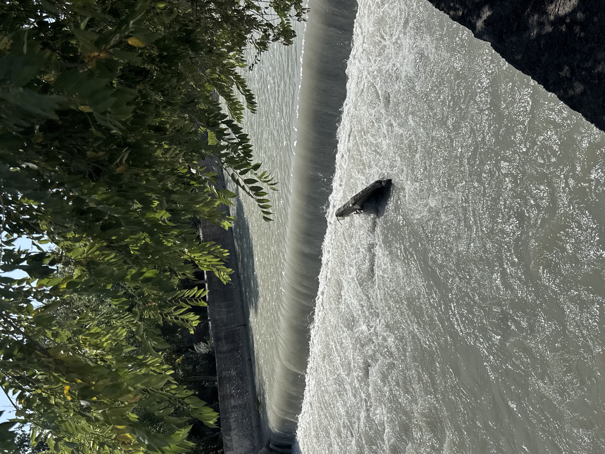 The image shows a section of a river with a small waterfall. A log is floating in the turbulent water below the waterfall. The riverbanks are lined with concrete structures and vegetation, with trees partially obscuring the top of the frame. The water is a light grey color and appears to be flowing rapidly. The scene suggests an outdoor environment within a city, possibly a park or a waterway managed for flood control or power generation. The lighting indicates it is daytime, with shadows cast by the trees on the right bank.