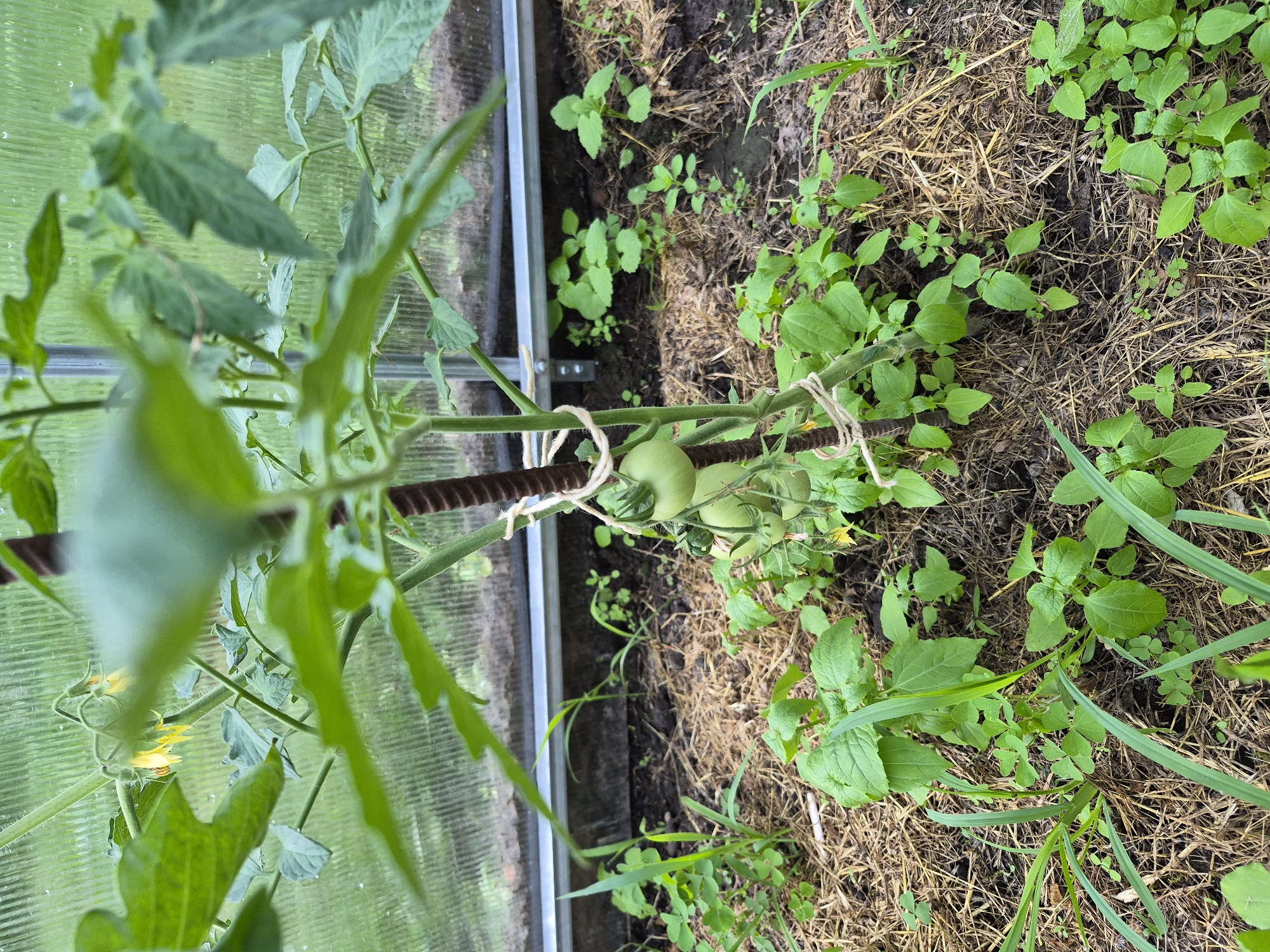 The scene depicts a thriving tomato plant situated inside a greenhouse in Hlevakha, Ukraine. The central subject is a green-leafed tomato plant, approximately waist-height, vertically supported by a ridged, dark brown metal rebar stake secured with two sections of light-colored twine. The plant exhibits multiple clusters of small, yellow, five-petaled flowers near its upper portion, indicating active blooming. Below the flowers, two clusters of unripe, spherical green tomatoes are visible, with at least five individual fruits in various stages of early development. The plant's stem and petioles are green and slightly hairy.
The ground surrounding the tomato plant is covered with a layer of dried straw or hay, serving as mulch over dark, moist soil. Several varieties of green weeds, including broad-leafed plants, grass-like shoots, and clover-like foliage, are interspersed among the mulch and directly in the soil.
In the background, the corrugated translucent panels of the greenhouse wall are visible, allowing diffused light to enter. A horizontal aluminum framing beam runs along the base of the wall, with visible metal brackets securing it to a darker base structure. The overall environment suggests a cultivated garden plot within a protective enclosure. No human subjects or discernible actions beyond plant growth are present.