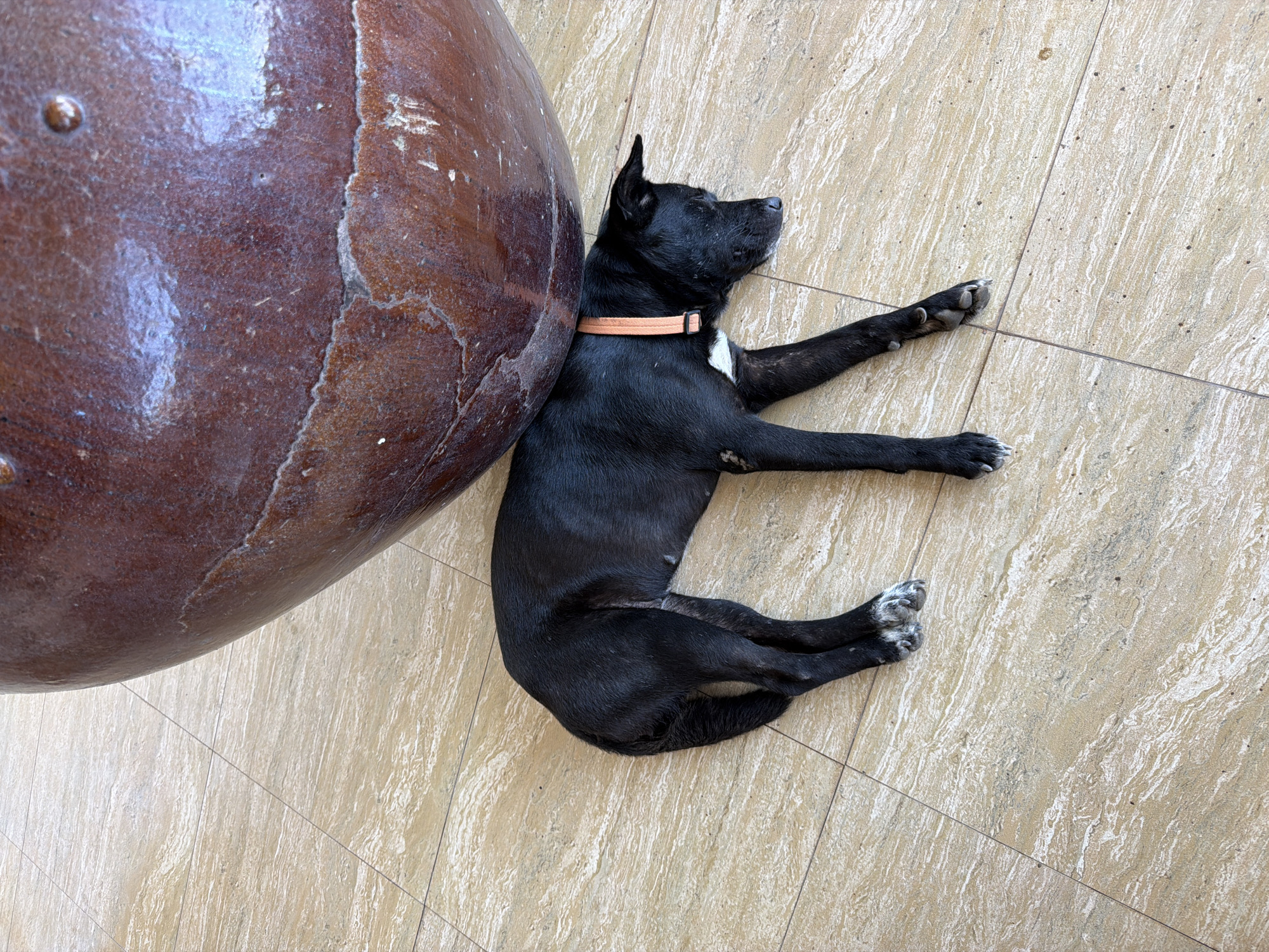 A black dog with a tan collar lies on a tile floor next to a large brown spherical object. The dog is on its side, with its legs stretched out. The tile floor has a beige and gray pattern and is made of square tiles. The spherical object is textured and appears to be made of ceramic. The scene is located in Batununggul, Indonesia.