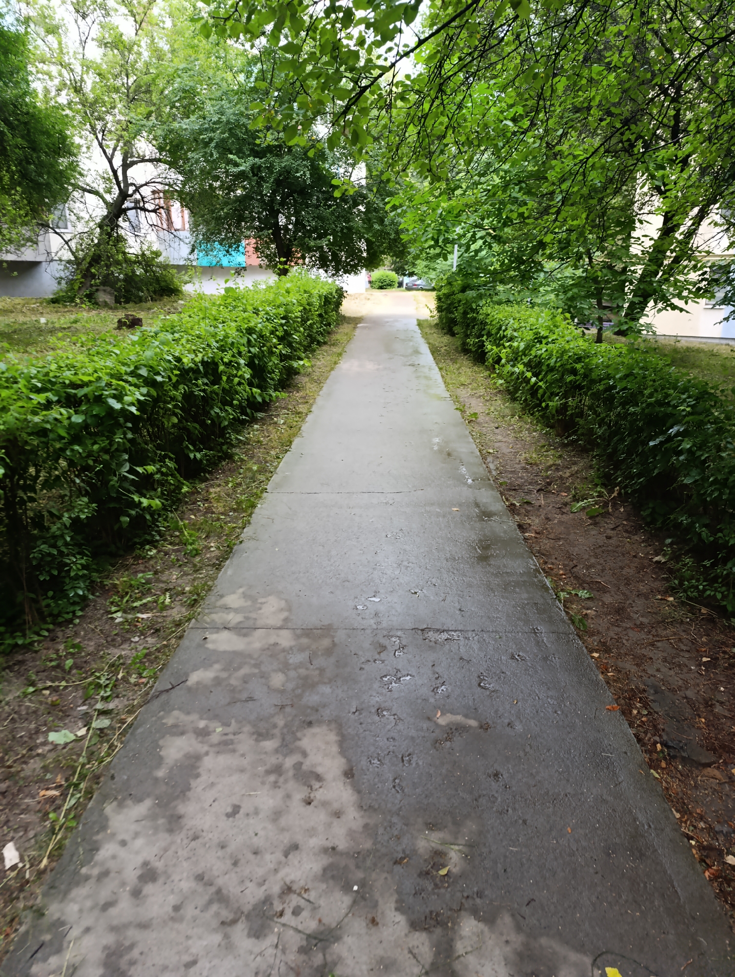 A concrete pathway, wet from recent rain, leads into the distance through a park-like setting. On either side of the pathway are meticulously trimmed green hedges, suggesting a manicured urban park or residential area. Beyond the hedges, trees with lush green foliage provide shade. In the background, a multi-story building with a light-colored facade is visible, indicating an urban environment. The overall scene depicts a peaceful, albeit damp, outdoor space, likely within the city of Ladyzhyn, Ukraine. There are no people or animals present in the image, and no specific actions or interactions are depicted.