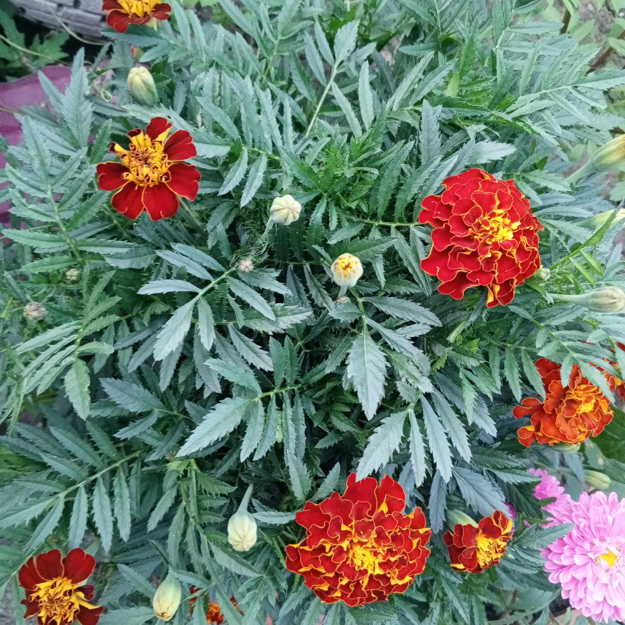 The image displays a close-up, overhead view of a garden bed containing marigolds and other flowers. The dominant subjects are several marigold blossoms, characterized by their vibrant red petals with yellow centers and ruffled edges. These flowers are interspersed with numerous green, feathery leaves and several unopened flower buds. To the right side of the frame, a cluster of pink asters is visible, adding a different color and texture to the scene. The background is softly blurred, suggesting an outdoor environment with natural light. The image does not contain any people or visible actions. The setting is identified as a garden in Sayanogorsk, Russia, implying a temperate climate suitable for these types of flowers. The overall impression is one of a well-maintained garden during the flowering season.