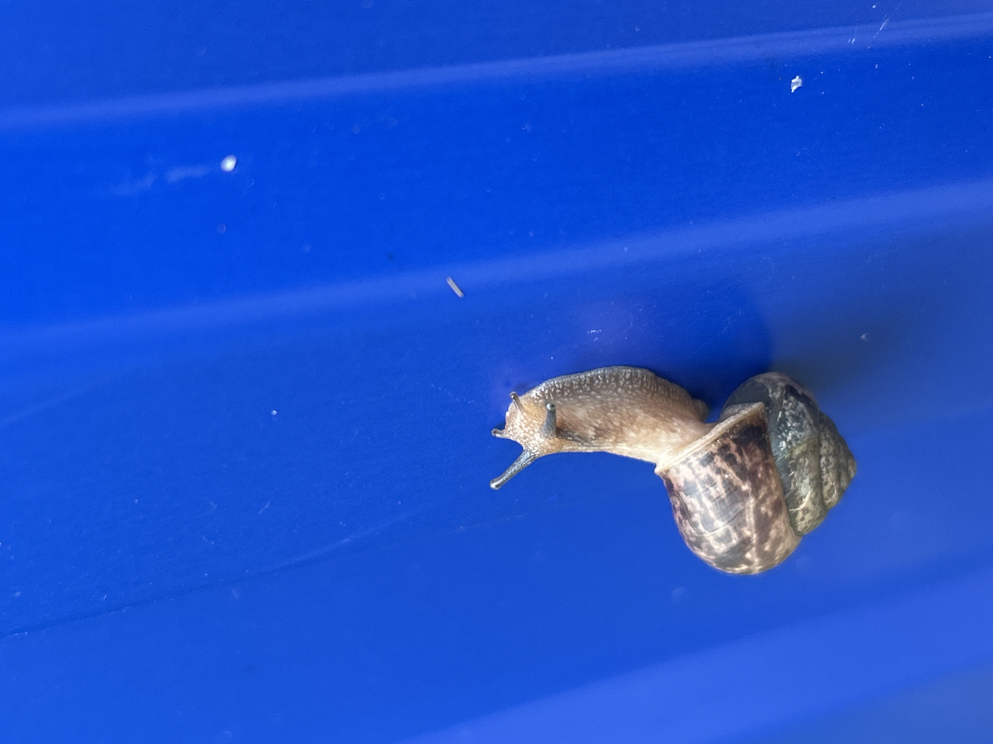This media file is a close-up, high-angle shot of a snail with a brown, spiraled shell. The snail is positioned on a bright blue, textured surface, possibly plastic, with some faint horizontal lines visible. The snail is light brown with darker markings on its body and shell. Its two eye stalks are extended, and it appears to be crawling. The background is a solid, vibrant blue, with a few small specks of light or dust scattered across the surface. The lighting suggests it is daytime, and the overall scene is simple and focused on the snail and its immediate surroundings. There are no people visible, and no text is present in the image. The location context is Olkhovka, Russia, but there are no specific visual cues to confirm this location within the image itself. The snail's posture and extended eye stalks suggest it is actively moving or exploring.
