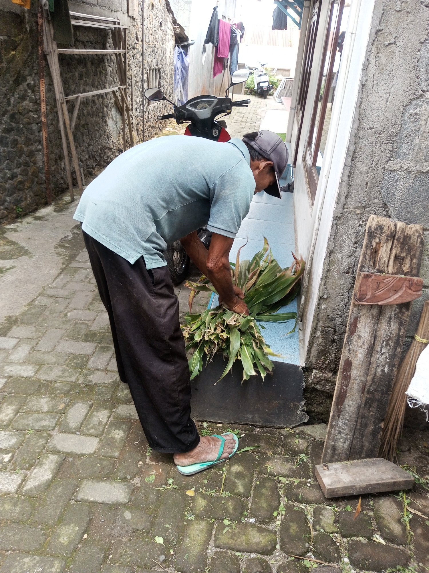 In a narrow alleyway in Andongsili, Indonesia, an elderly man wearing a light blue polo shirt, black pants, a dark baseball cap, and light blue flip-flops is bending over and holding a bundle of green stalks. He is positioned near a concrete wall with a rough texture and a wooden door frame. To his left, a stone wall is visible, with a metal ladder leaning against it. A motorcycle is parked in the background. The ground is paved with rectangular bricks. To the right of the man, a piece of weathered wood is propped vertically against the wall, with another piece of wood lying flat on the ground in front of it. A broom is leaning against the vertical piece of wood. The scene appears to be outdoors, with some laundry hanging in the background.