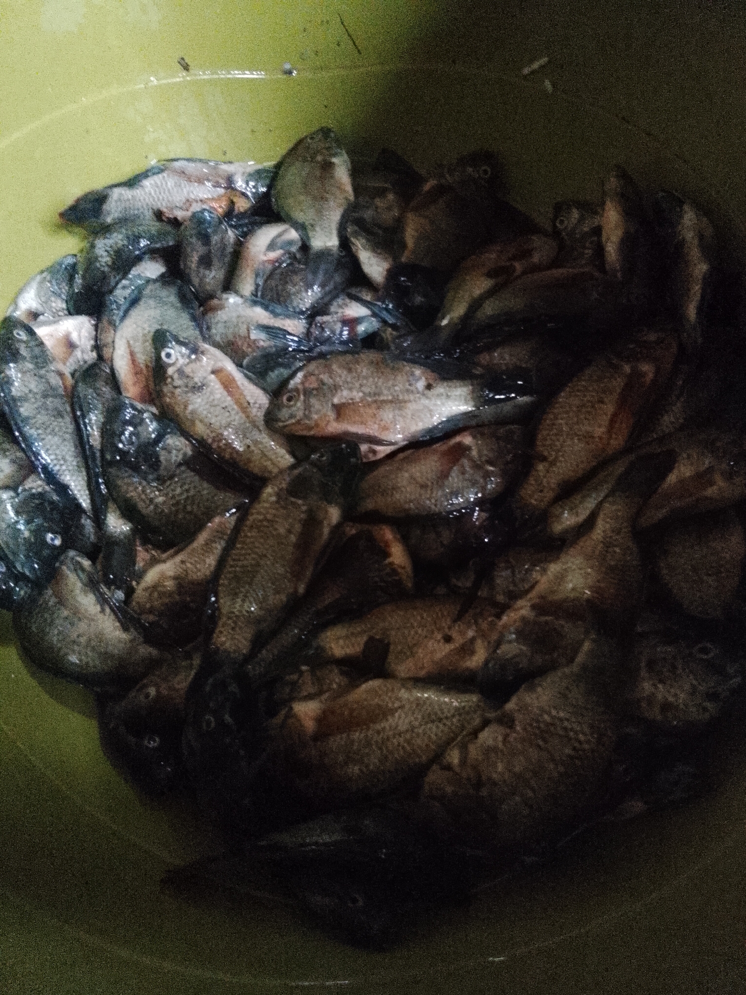 A high-angle shot shows a close-up of a large pile of freshly caught fish in a round, olive-green container. The fish are mostly small to medium in size, with silvery scales and some showing darker markings. They are arranged in a dense cluster, with many of their bodies overlapping. The lighting in the image is dim, creating shadows that obscure some of the details of the fish and the container. There are no visible people or activities, suggesting this image was taken after the fish were caught and placed in the container. The environment appears to be indoors, given the consistent lighting and the nature of the container. The origin of this image is not specified and no information is available about its connection to Lhokseumawe, Indonesia.