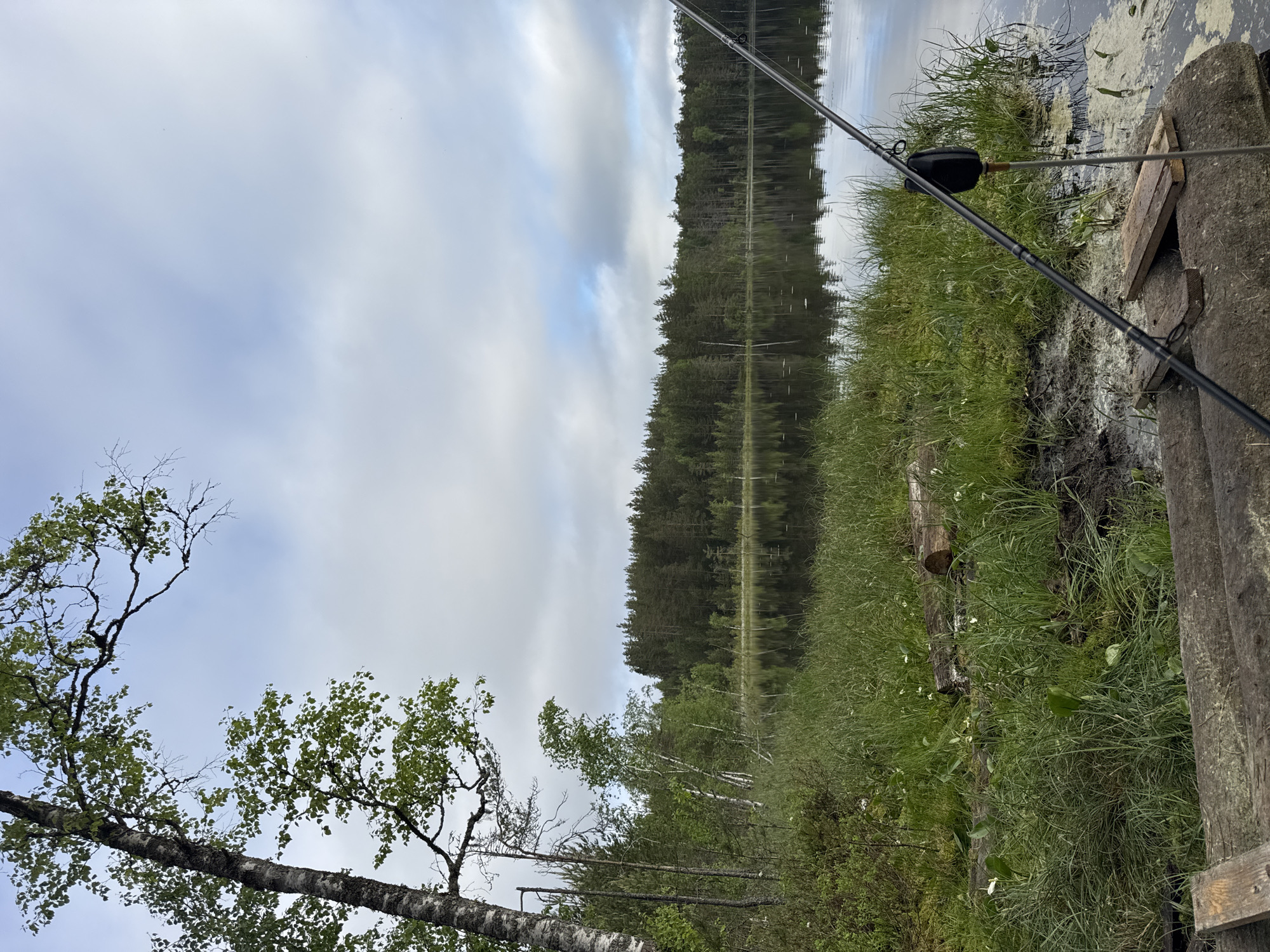 This image depicts a tranquil natural scene, situated in the city of Aleksandrovka, Russia, focusing on a lakeside view with a fishing setup.
In the foreground, a dark fishing rod angles diagonally from the lower right towards the center-right. It is secured by a black rod holder mounted on a thin, metallic stake driven into the ground near the water's edge. Below the rod, a makeshift platform or bank consists of several weathered, dark wooden logs laid horizontally, with two lighter wooden planks placed atop them. To the left of this platform, the bank is covered in dense, vibrant green grass and other wetland vegetation, interspersed with small white flowers and patches of dark, moist soil or mud.
The midground features a calm body of water, likely a lake or large pond, its dark surface reflecting the overcast sky and the trees from the opposite bank. Patches of light green aquatic vegetation are visible on the water near the right bank. Across the water, a dense forest lines the distant bank, composed primarily of tall coniferous trees such as pines and spruces, with some lighter green deciduous trees, notably birches, intermingled. The trees extend from left to right across the horizon line.
To the far left, a prominent birch tree with light-colored, mottled bark stands, its branches extending into the upper left quadrant, adorned with fresh green leaves. Other thinner trees are visible behind it along the left bank.
The background consists of an overcast sky dominated by large, diffused grey and white clouds. Small patches of lighter blue sky are discernible, particularly towards the upper right. No individuals are present in the scene. The overall environment suggests a serene, forested landscape under diffuse natural light.