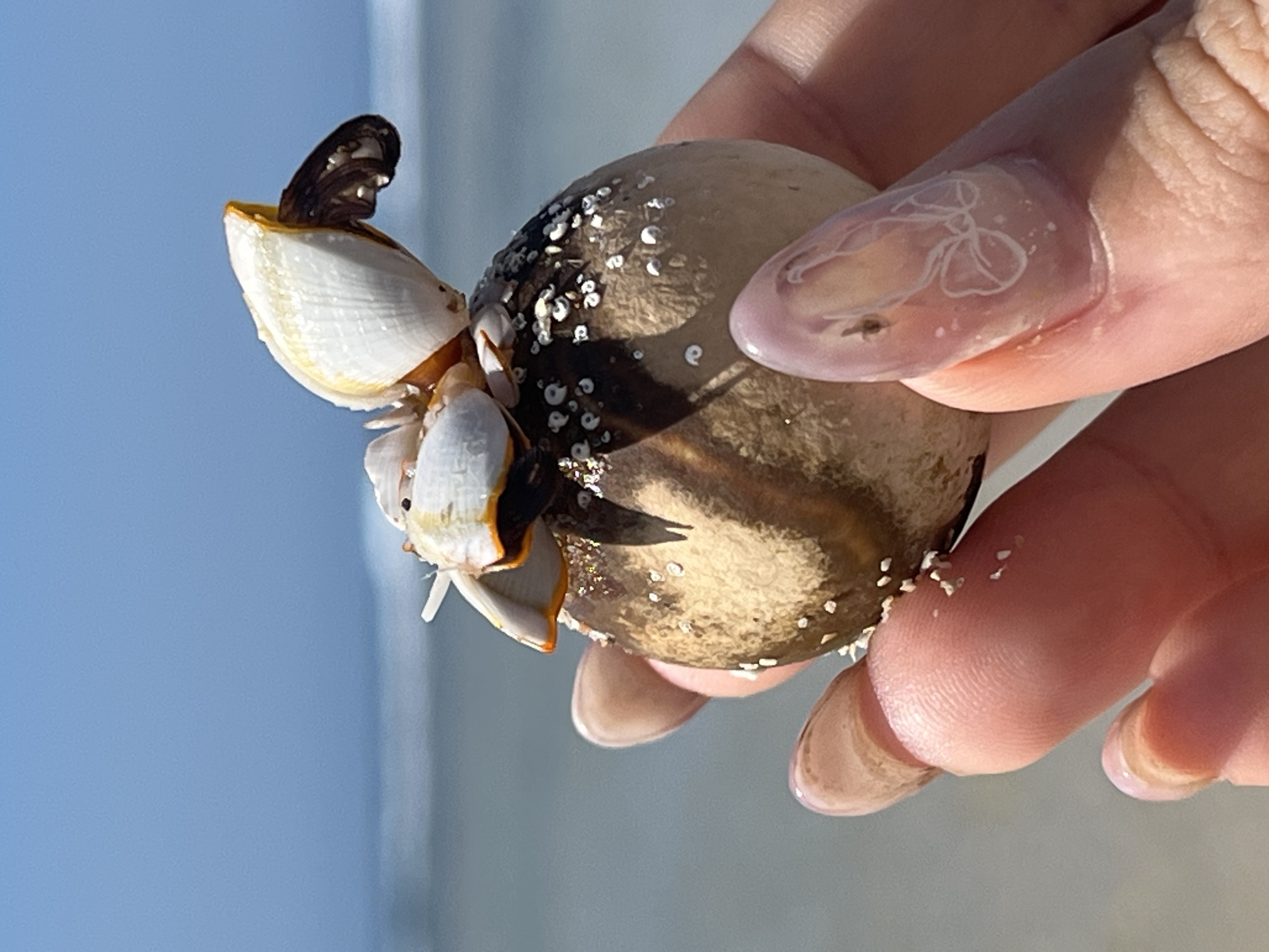 A close-up shot shows a hand holding a small, round object covered in barnacles. The object appears to be a shell or a stone. Several white, conical barnacles with orange edges are attached to the top of the object. The hand, with light-colored fingernails that have a subtle design, gently cradles the object. In the background, out of focus, is a beach scene with the ocean and a clear blue sky, suggesting a location like Kuta Selatan, Indonesia, a popular tourist destination known for its beaches. The lighting indicates it is daytime.