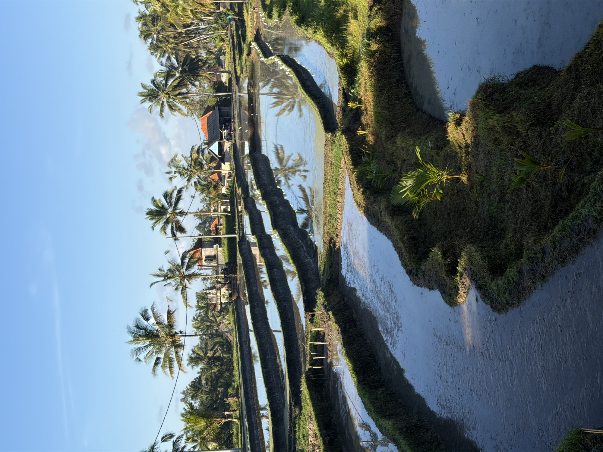 This is a vertical, eye-level, medium shot of flooded rice terraces in Tegallalang, Indonesia, bathed in the soft light of early morning or late afternoon. The terraces are sculpted into the landscape in a series of descending, irregular levels, each holding shallow water that reflects the clear blue sky and surrounding palm trees.
The dominant elements are the verdant green grasses and young palm saplings that line the edges of the muddy earth banks separating the flooded sections. Several clusters of white birds, likely egrets, are scattered along the raised earth borders of the terraces, standing or wading in the shallow water.
In the background, a line of mature palm trees stretches across the horizon, interspersed with traditional Balinese structures. These buildings feature terracotta-tiled roofs and simple, rustic architecture, suggesting a rural or village setting. Power lines are visible running horizontally through the upper portion of the image, connecting some of the structures. The sky is a vibrant, cloudless blue, with only a few wispy white clouds present near the horizon. The overall atmosphere is one of tranquility and natural beauty.